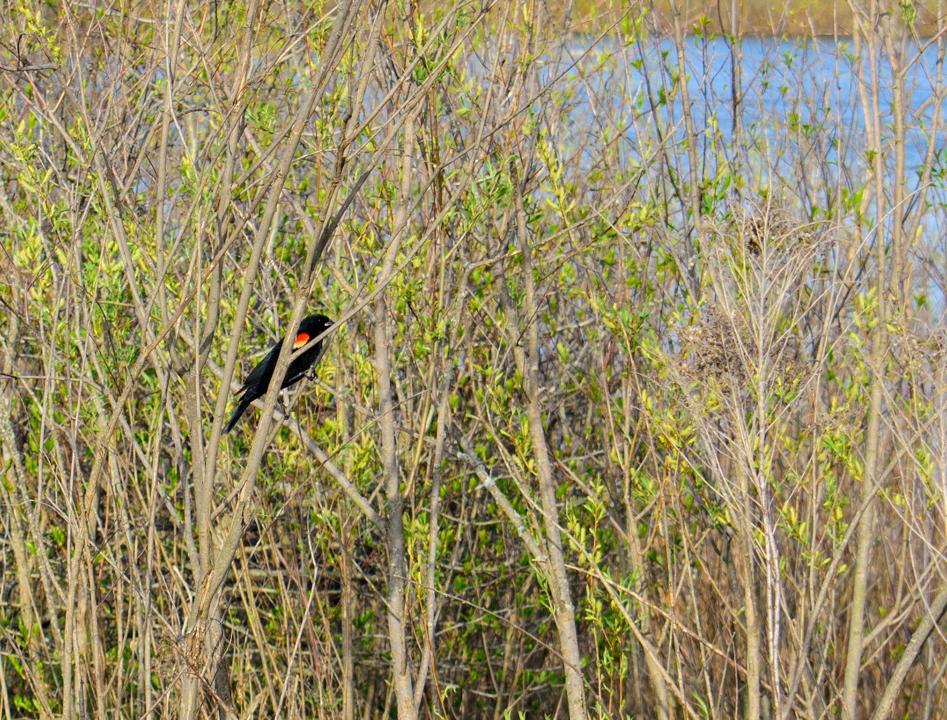 Red-winged Blackbird (0102)