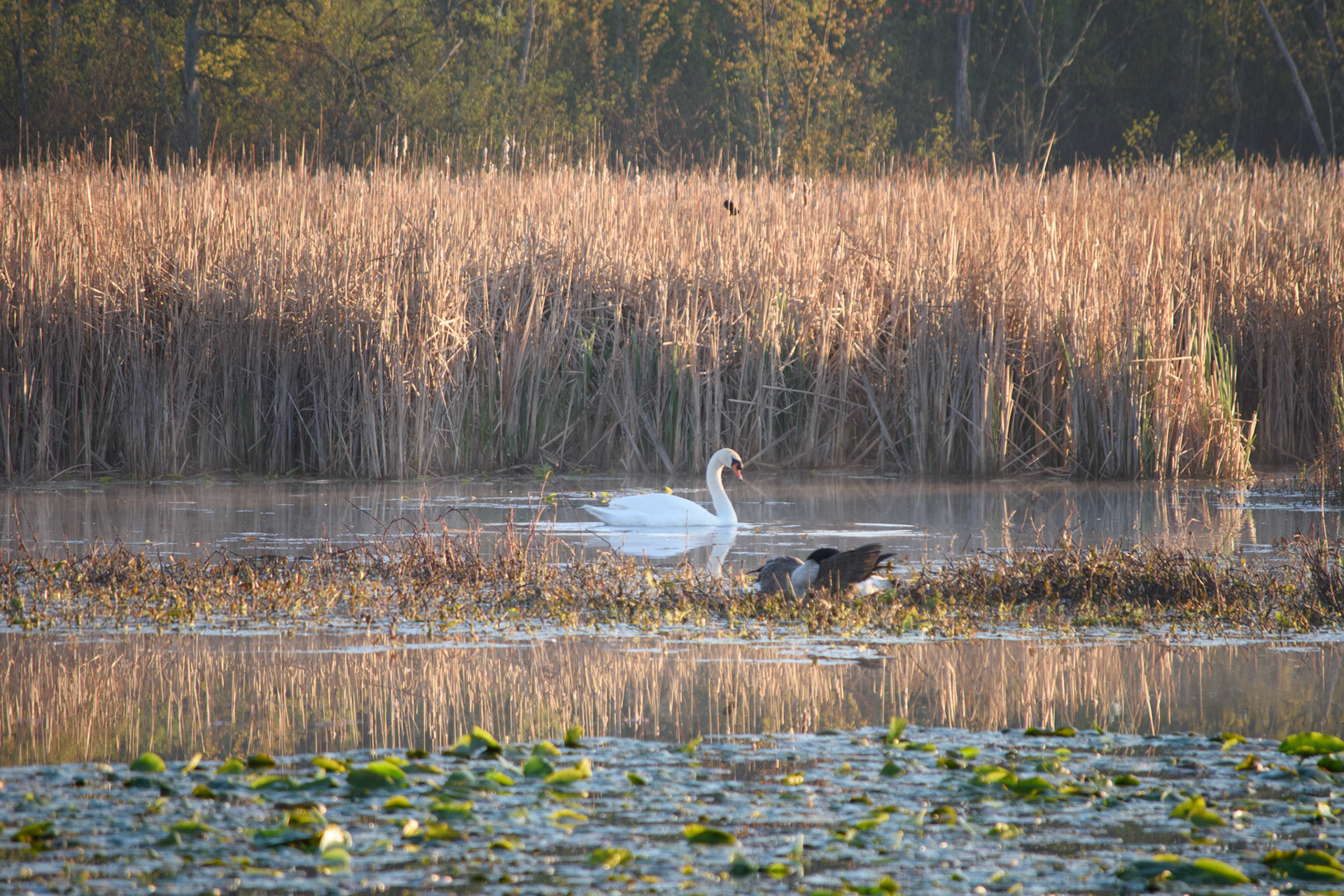 Swan (0056)
