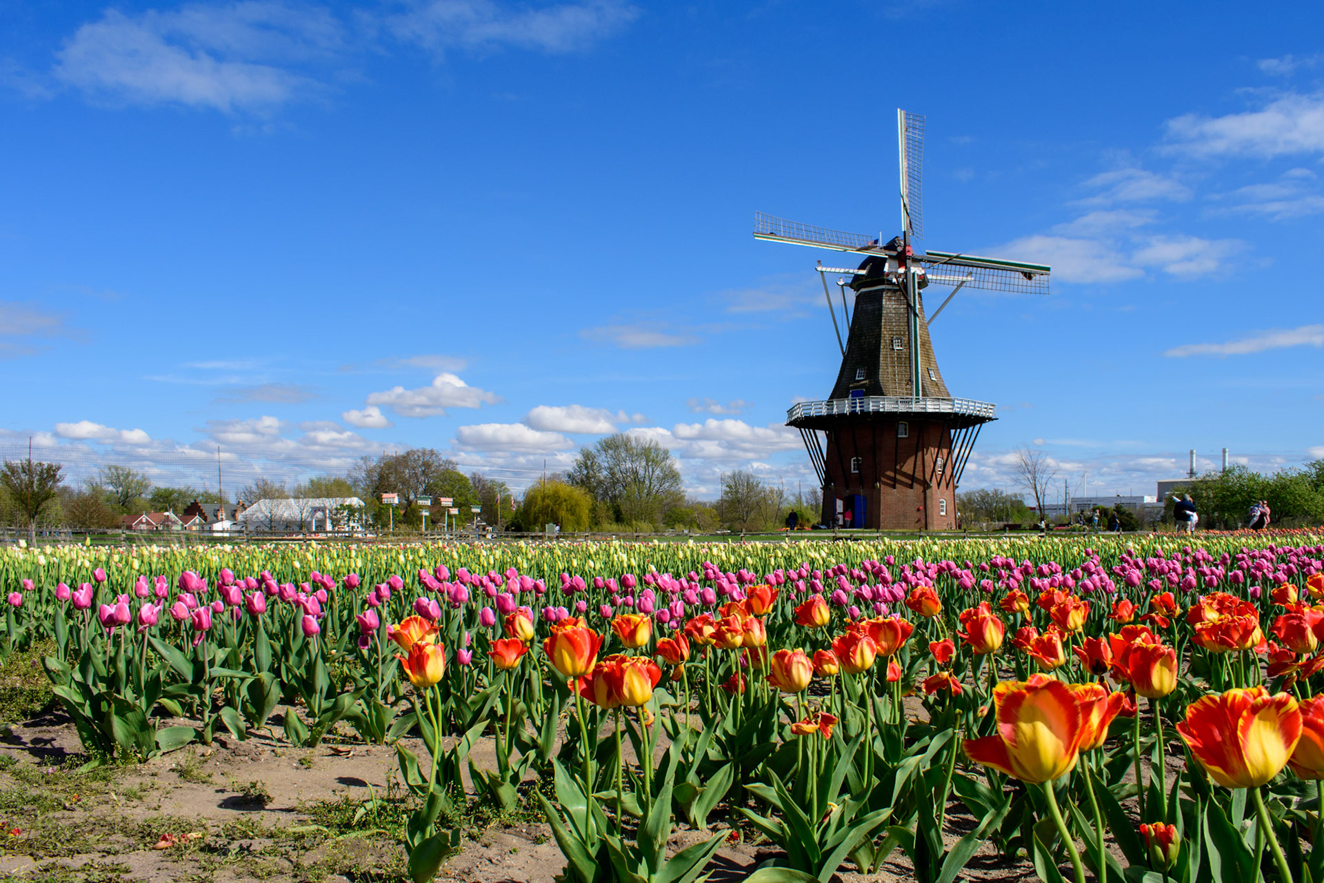 The De Zwann windmill in Holland, MI