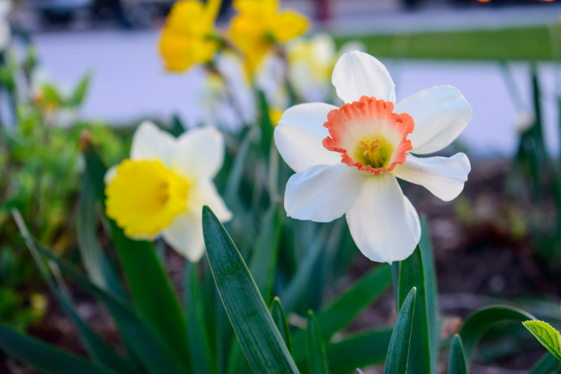 Flower (0600)