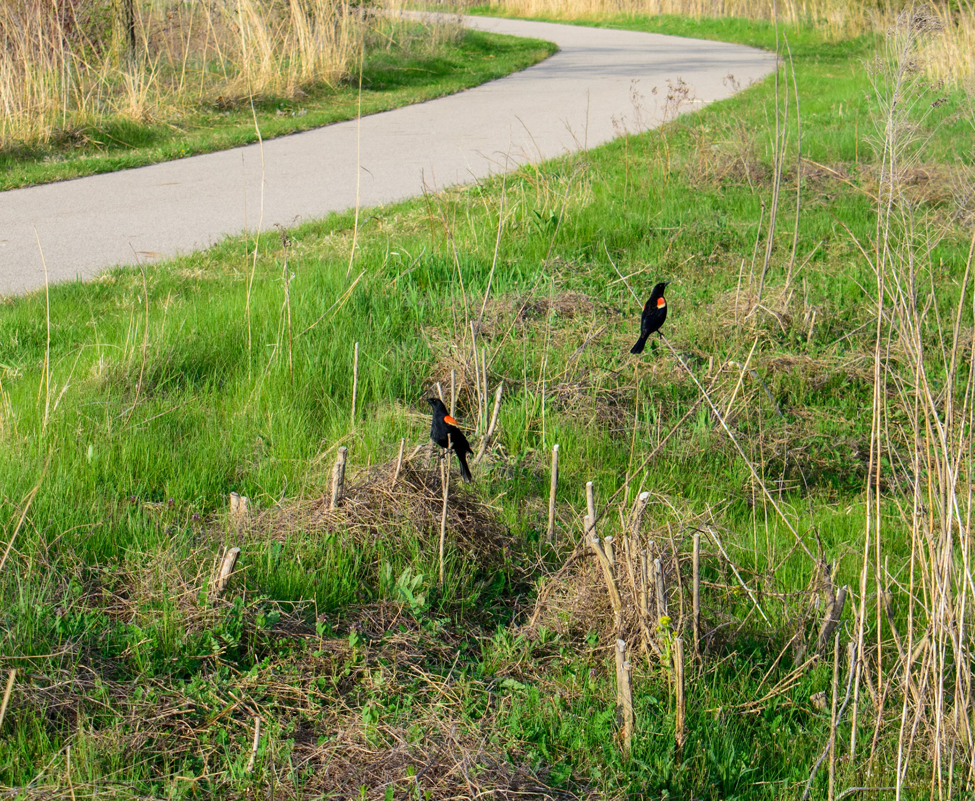 Red-winged Blackbirds (0101)