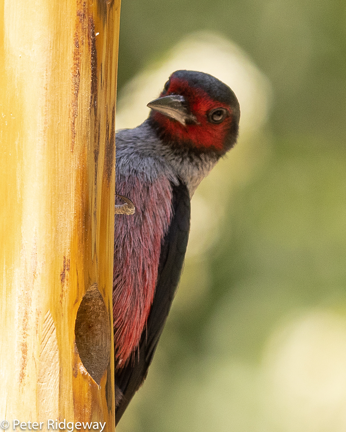 Lewis's Woodpecker