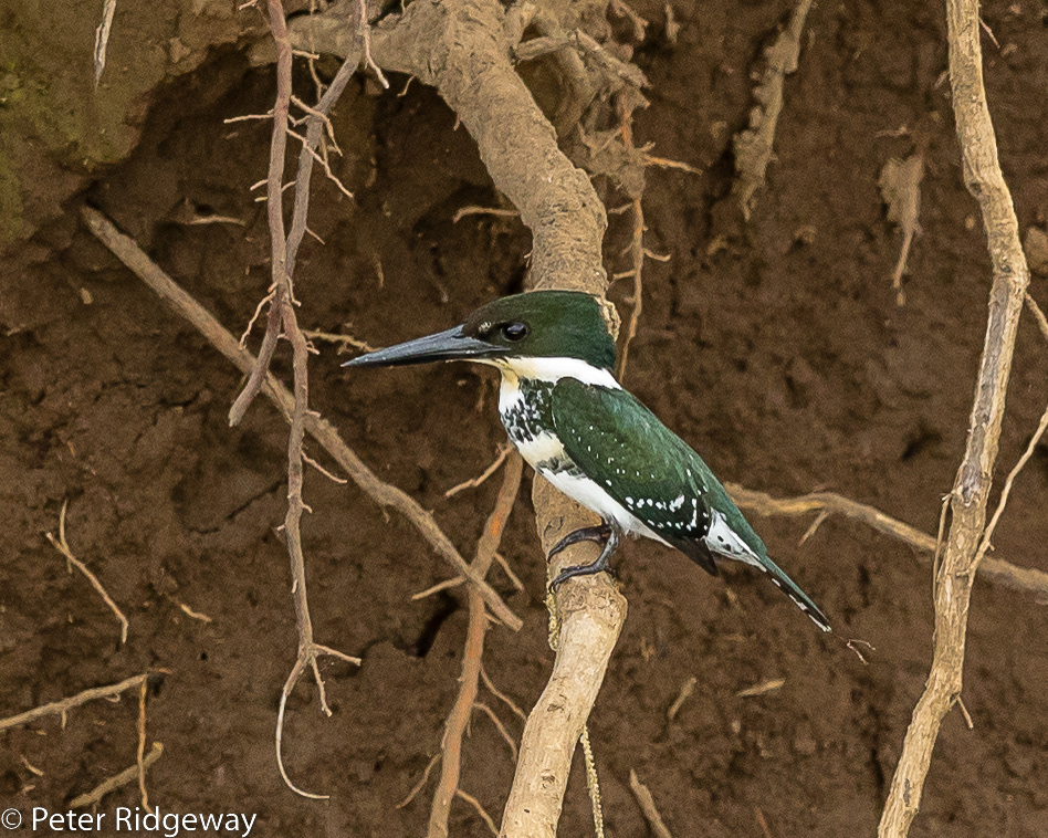 Green Kingfisher