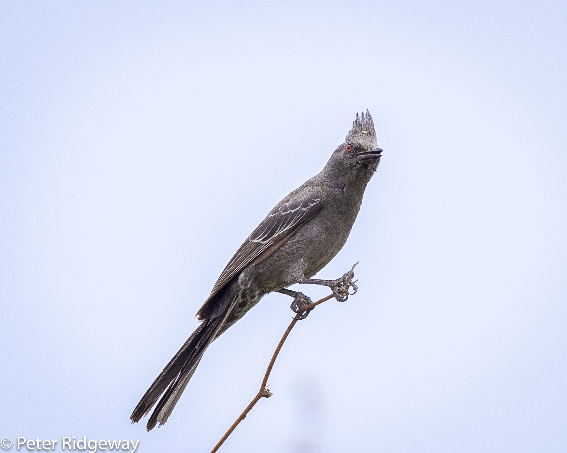 Phainopepla