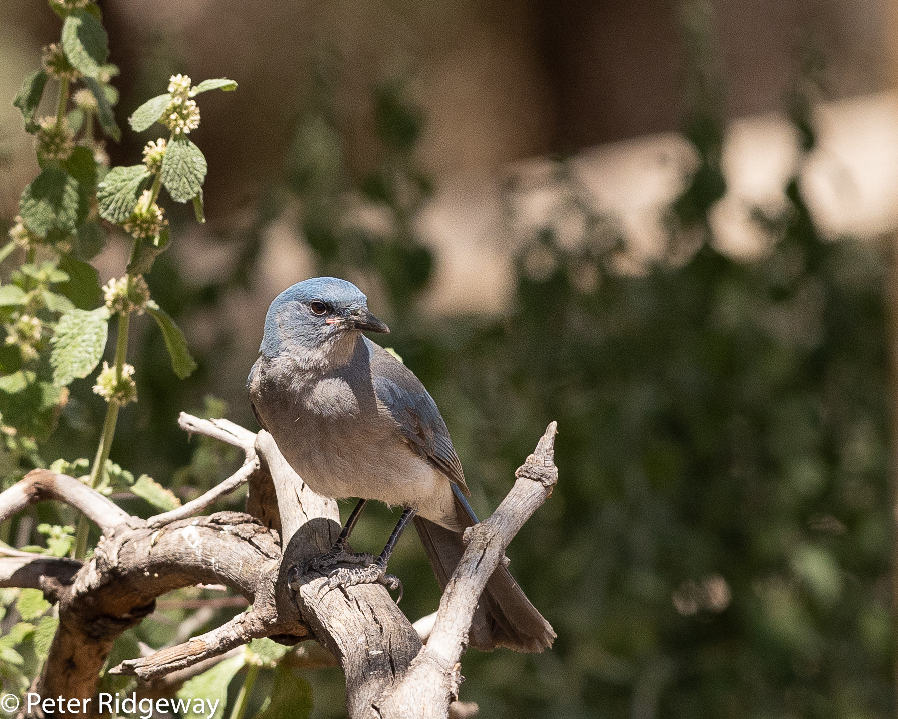 Mexican Jay