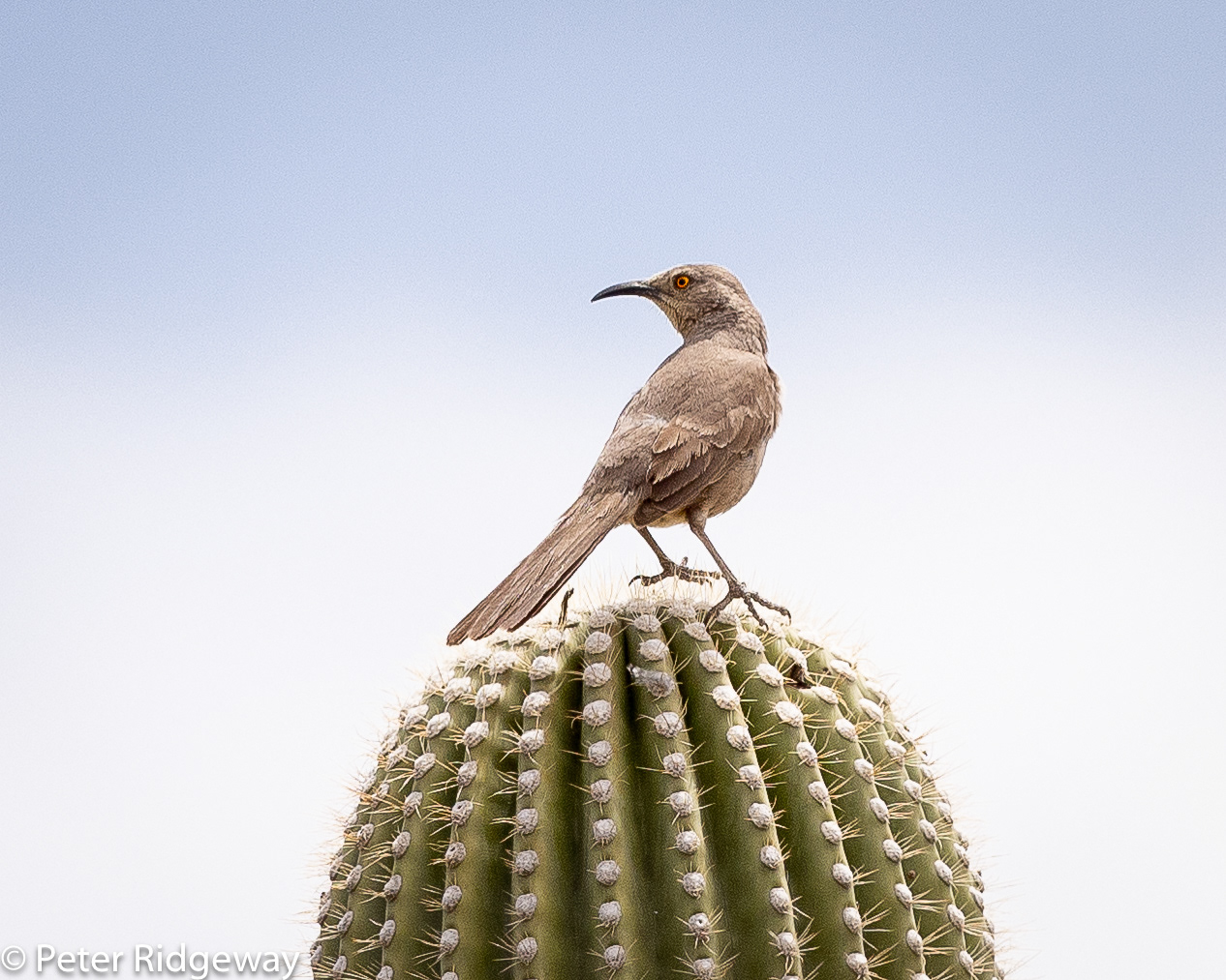 Curved Billed Thrasher