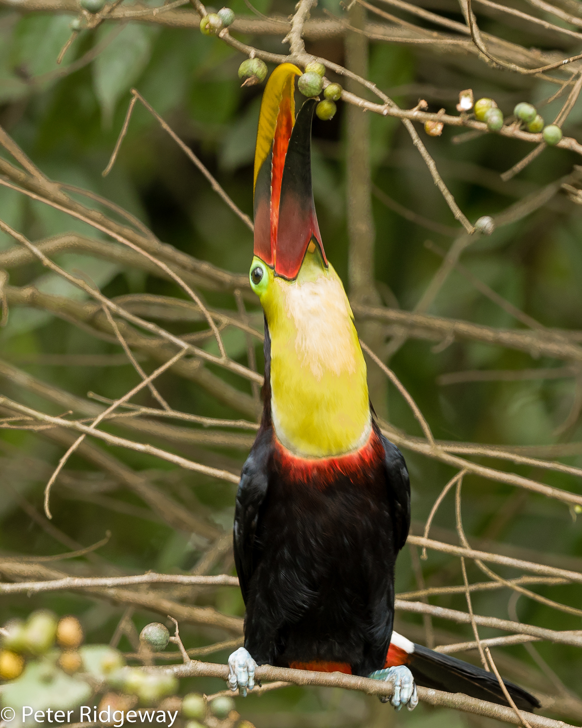 Keel-billed Toucan