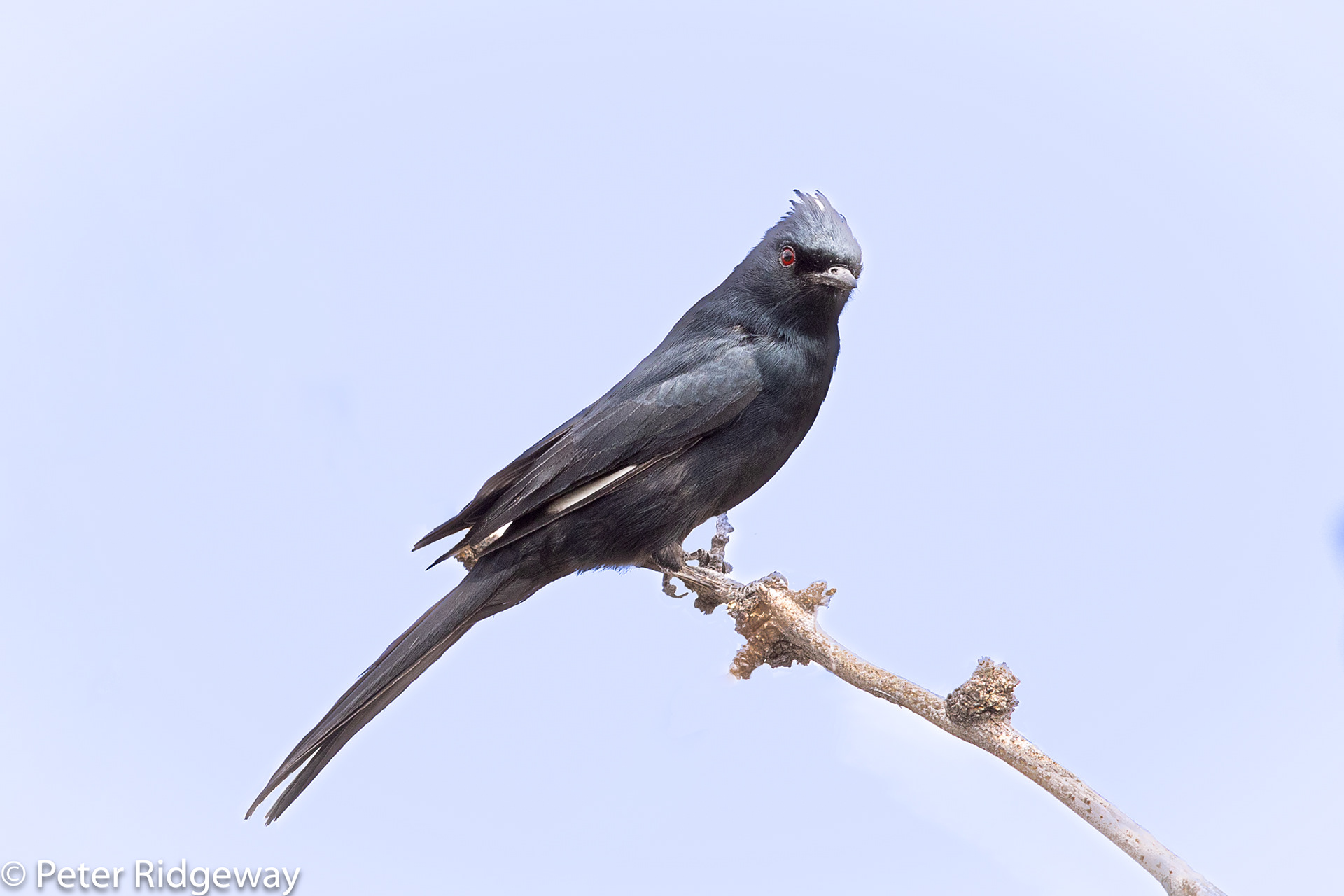 Phainopepla