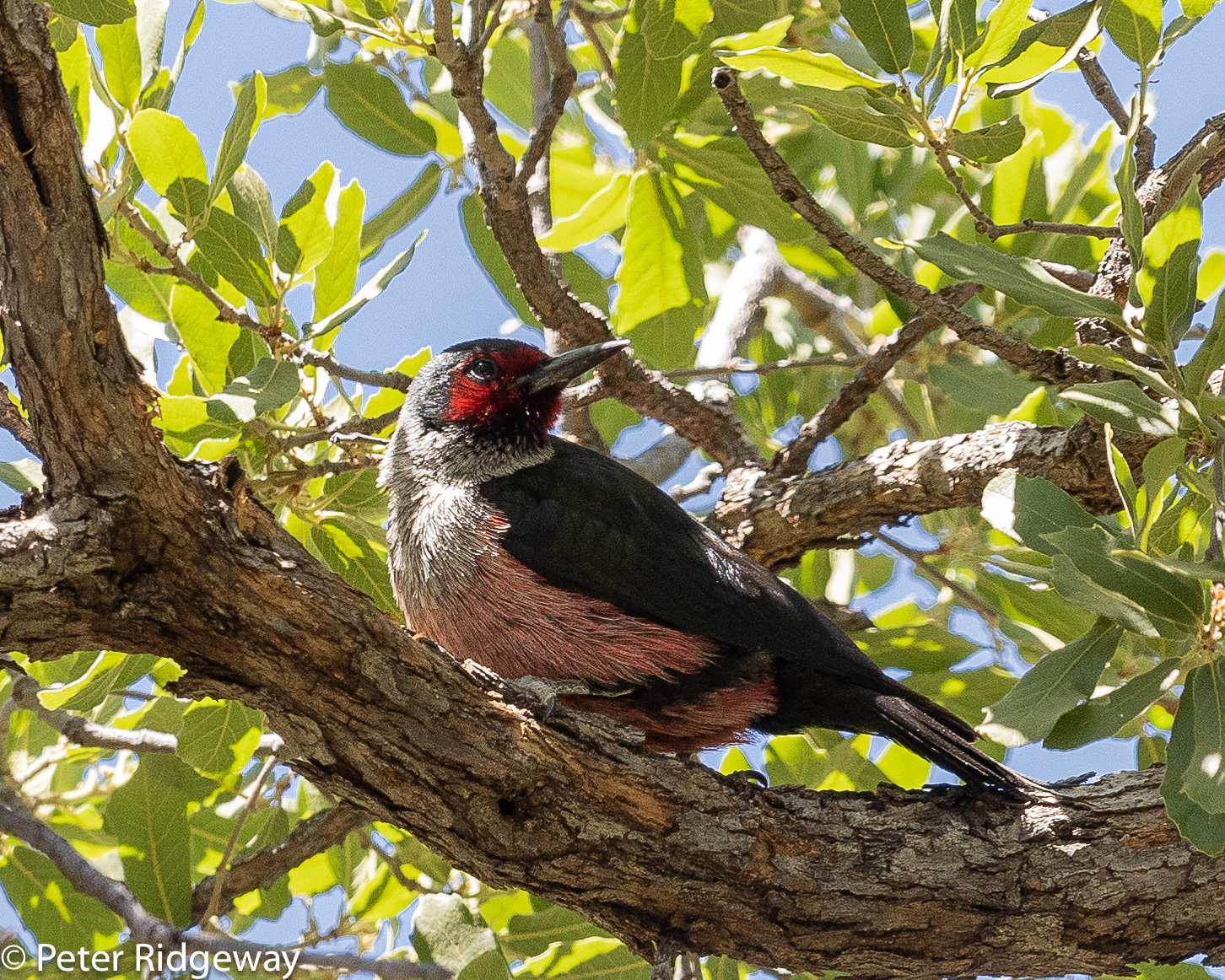 Lewis's Woodpecker