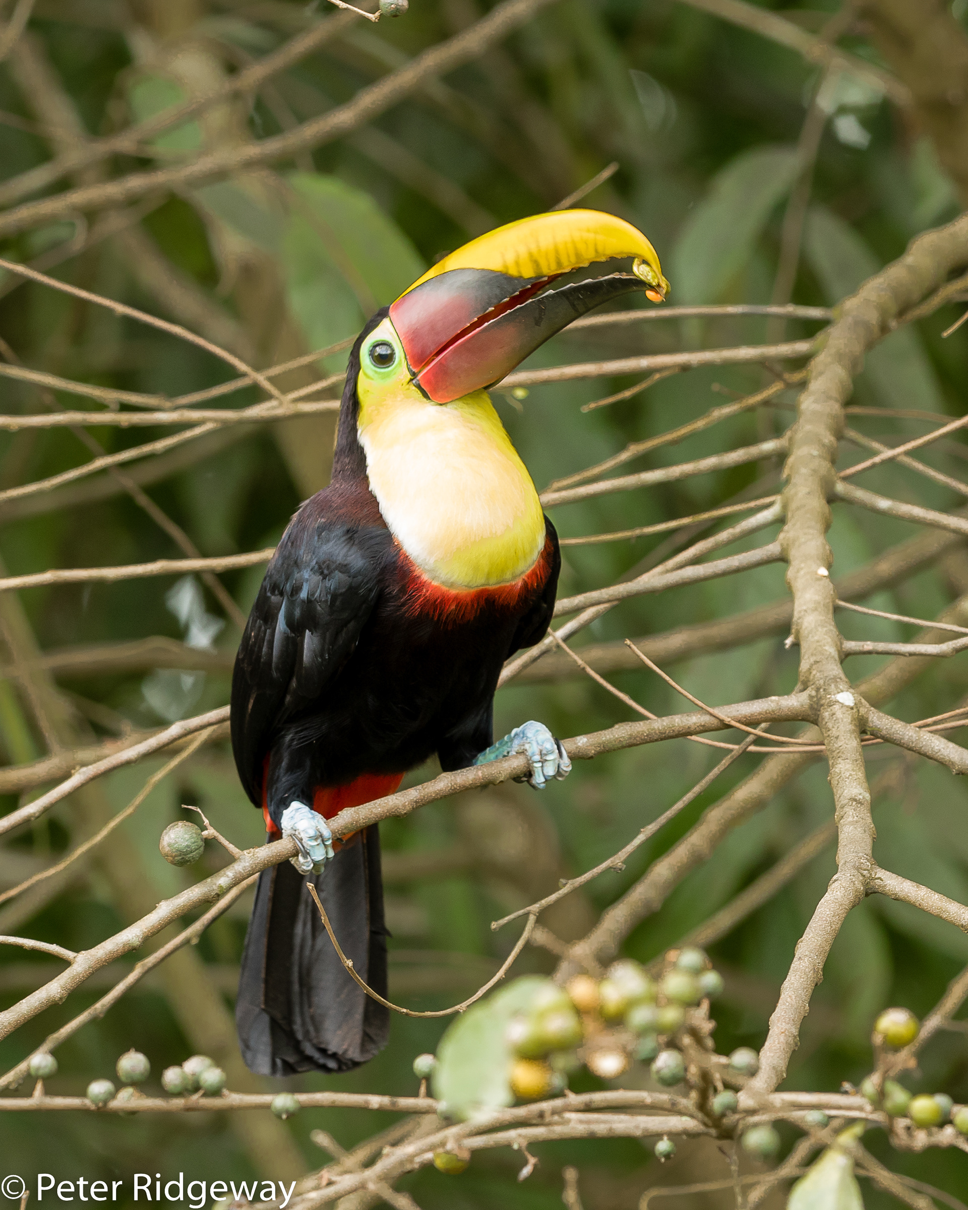 Keel-billed Toucan