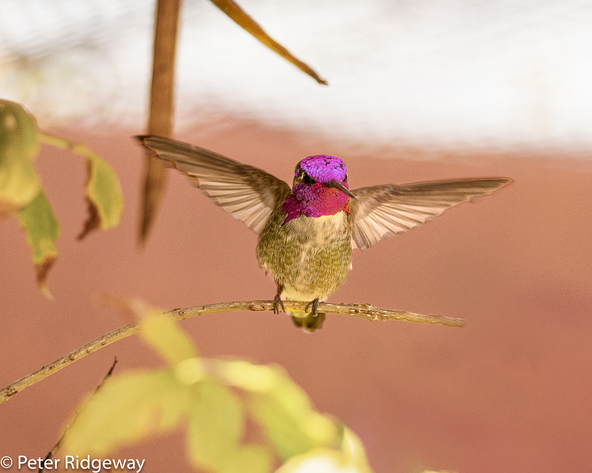 Costa's Hummingbird