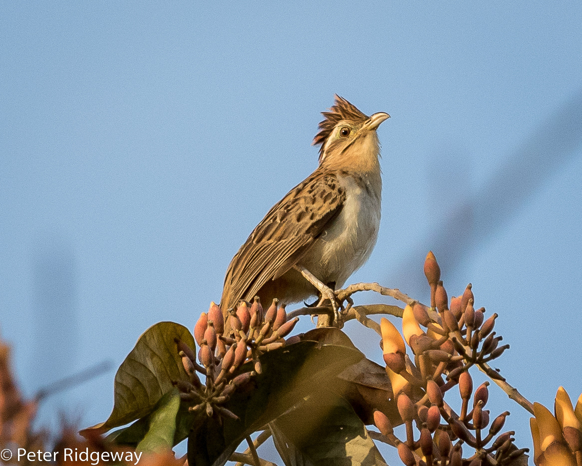 Striped Cuckoo