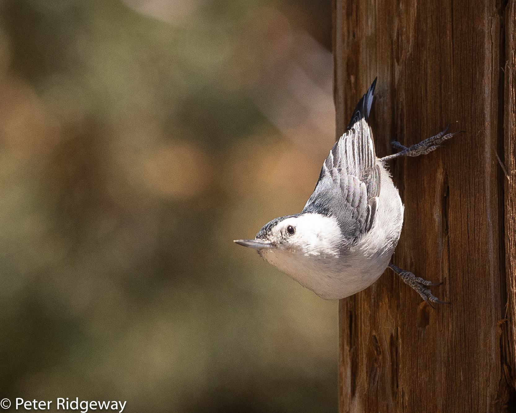White Breasted Nuthatch