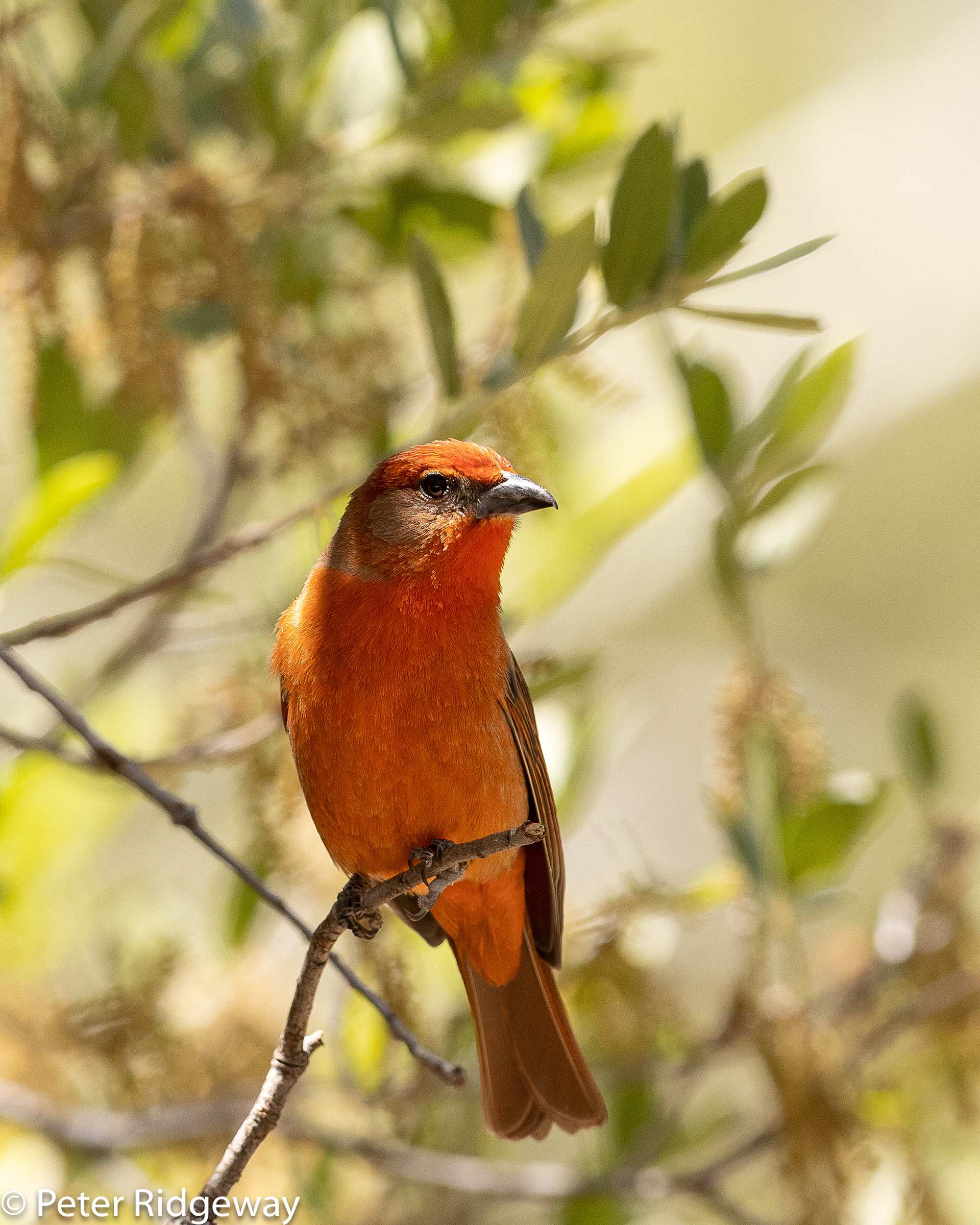 Summer Tanager