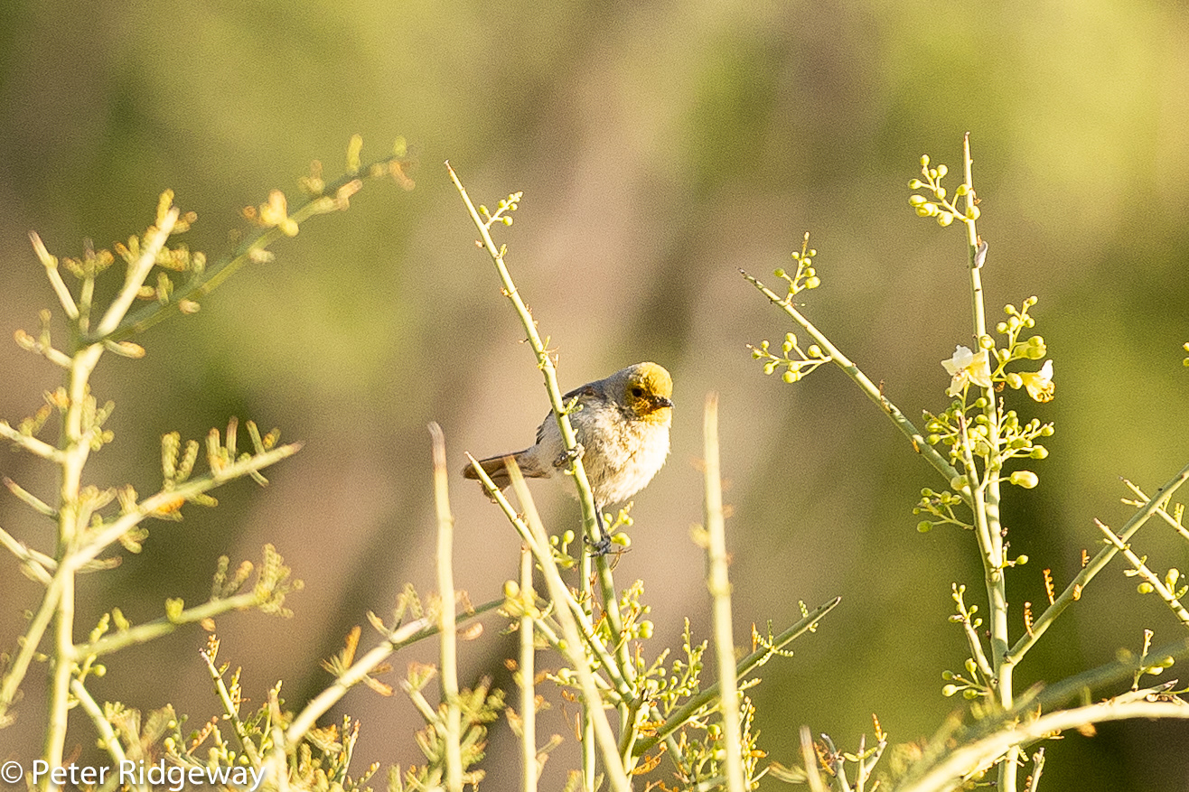 Verdin