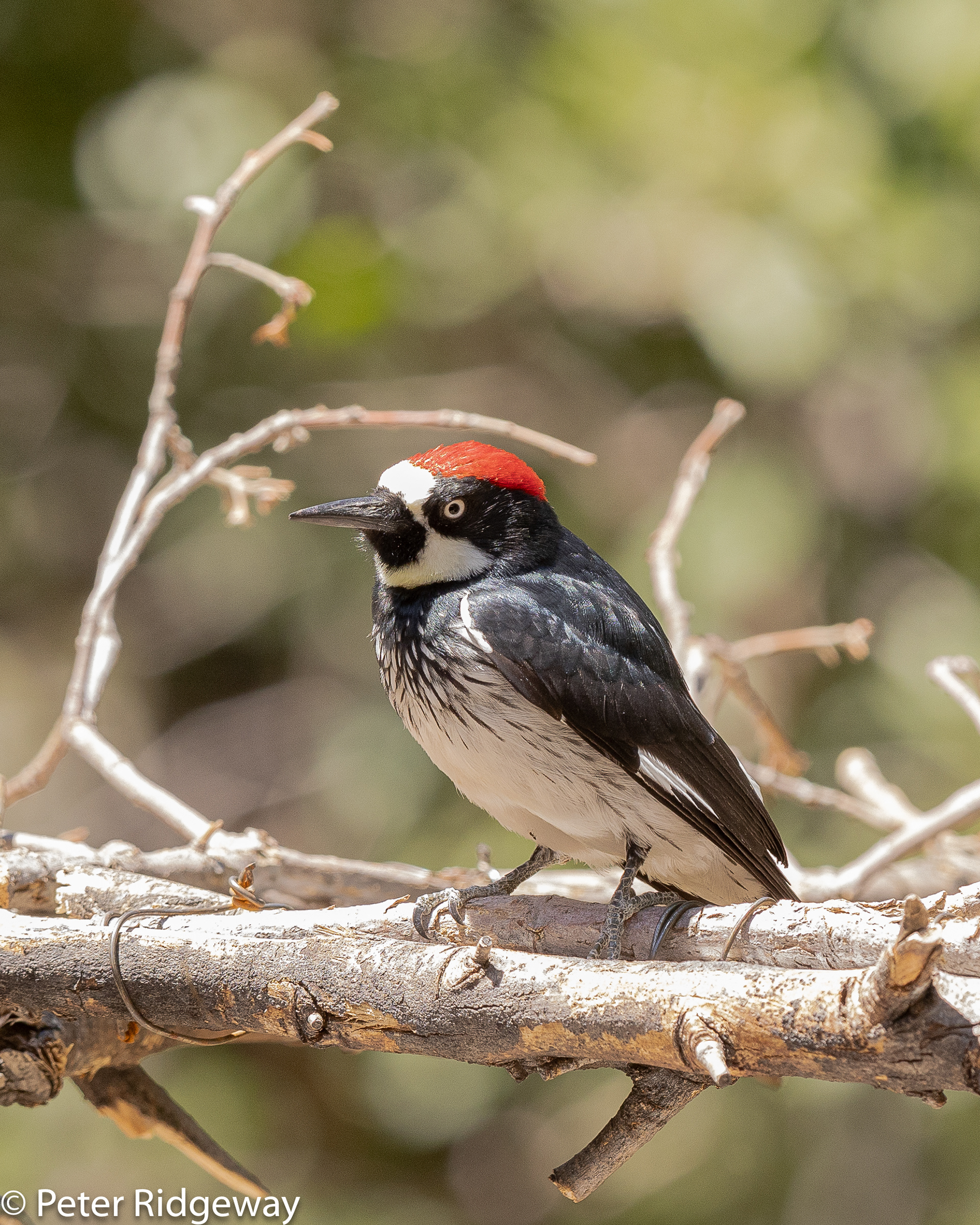 Acorn Woodpecker