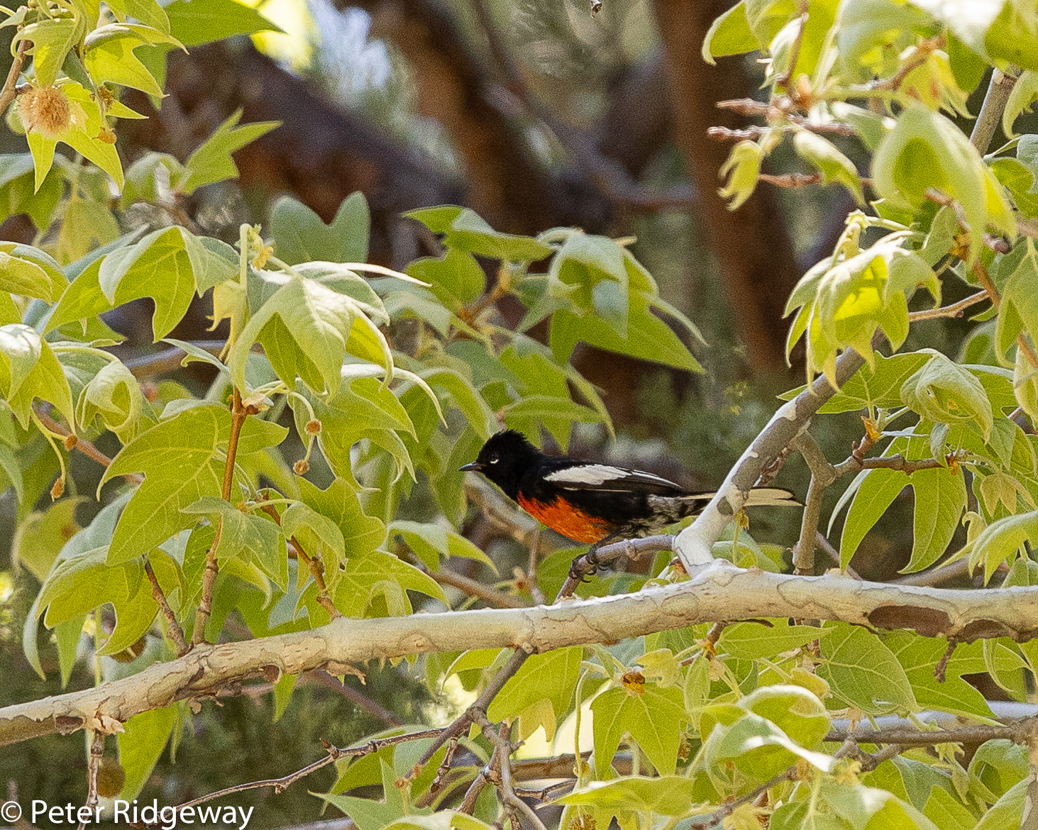 Painted Redstart