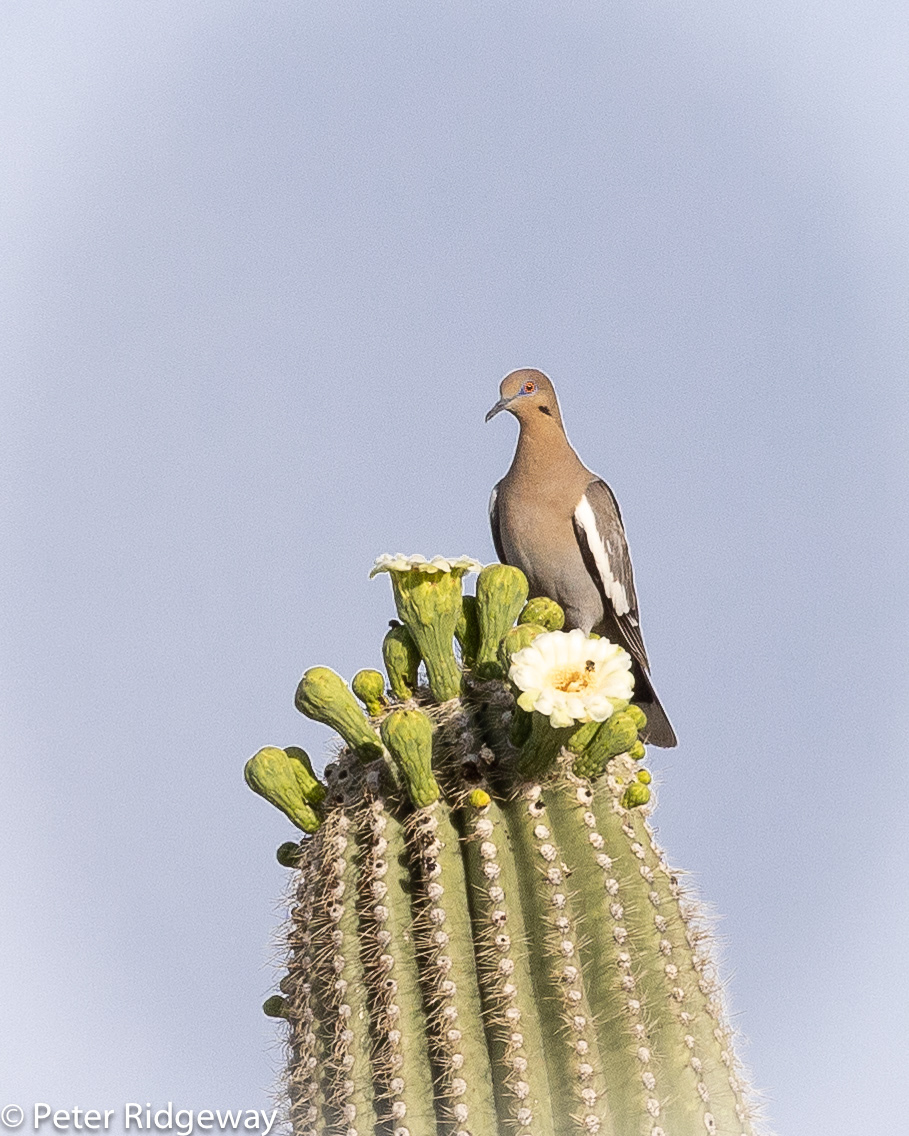 White-winged Dove