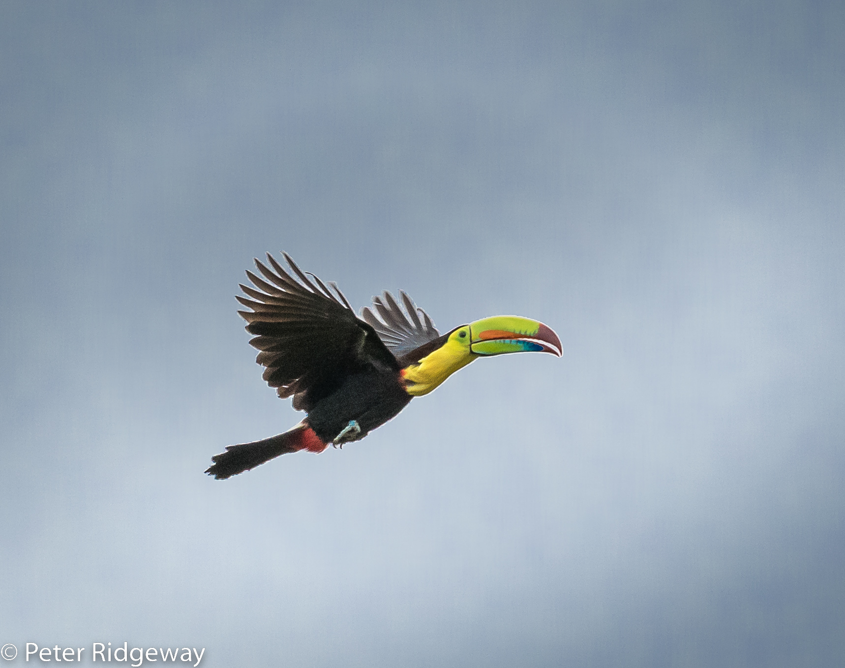 Keel-billed Toucan