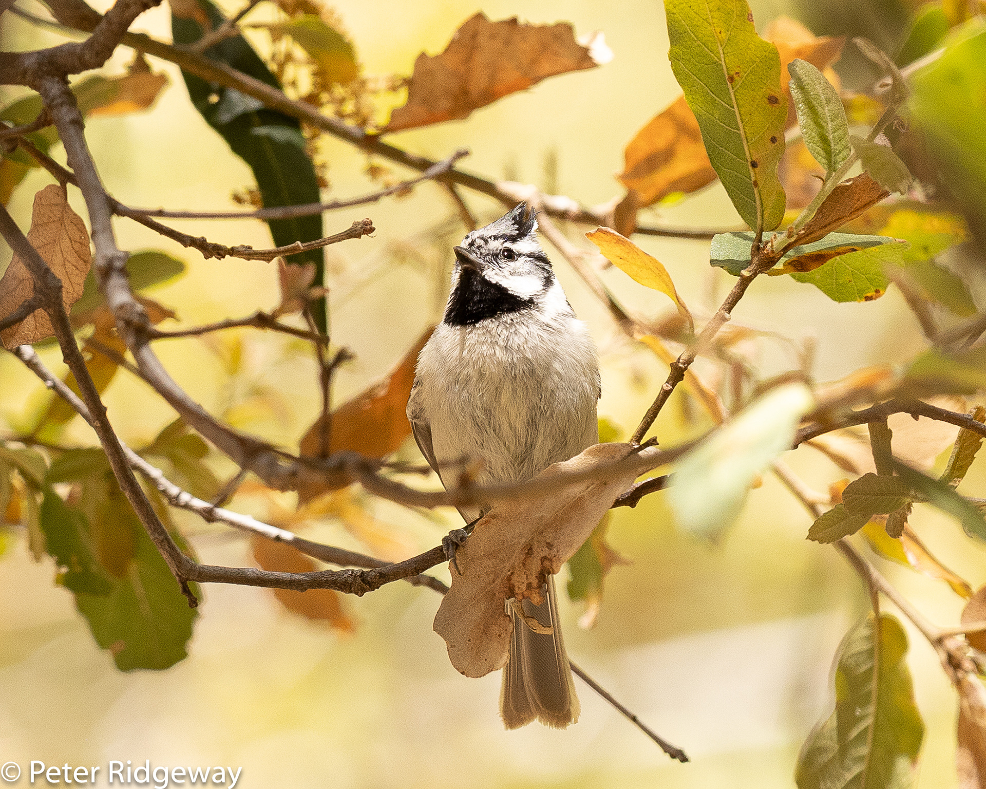 Bridled Titmouse