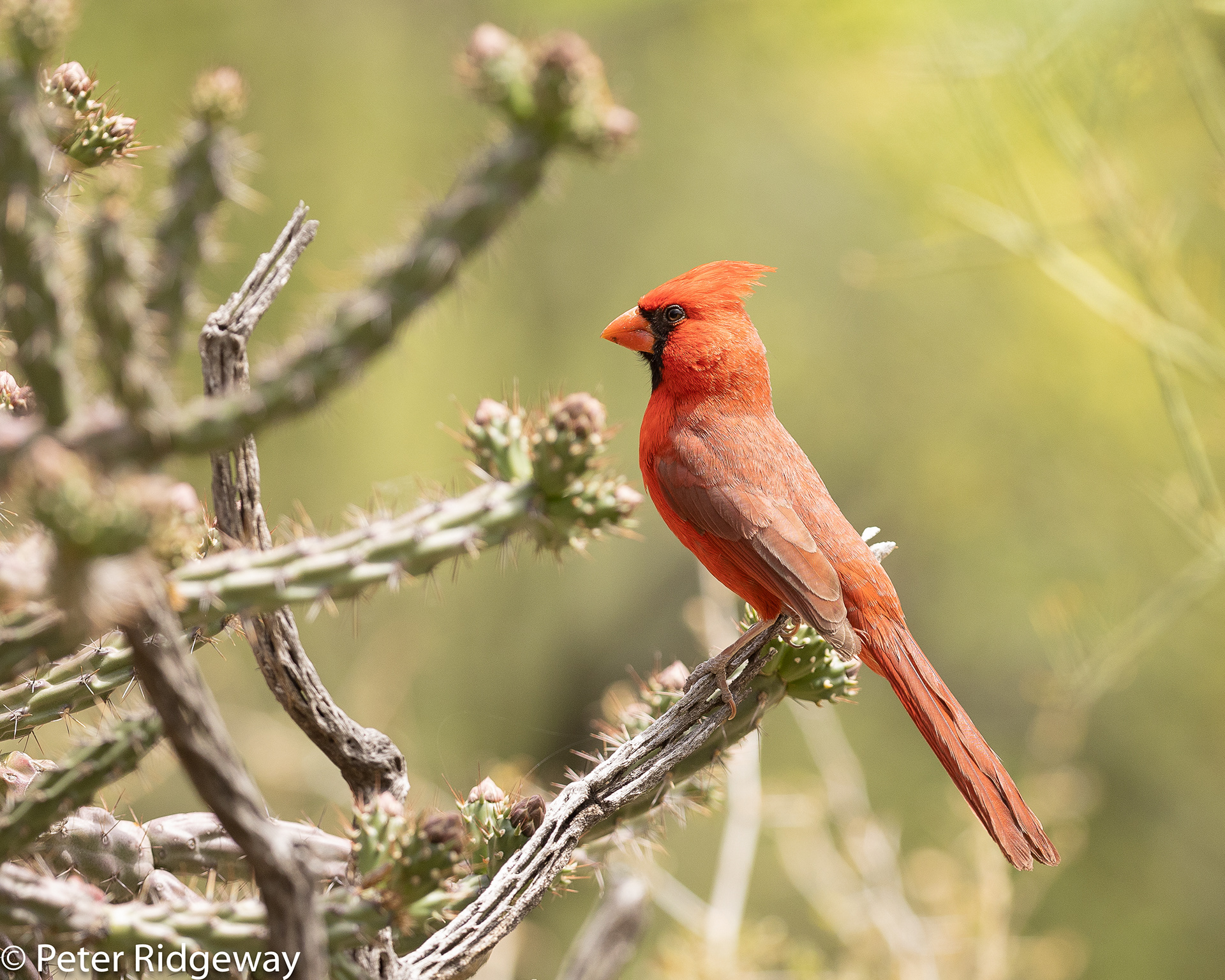 Northern Cardinal