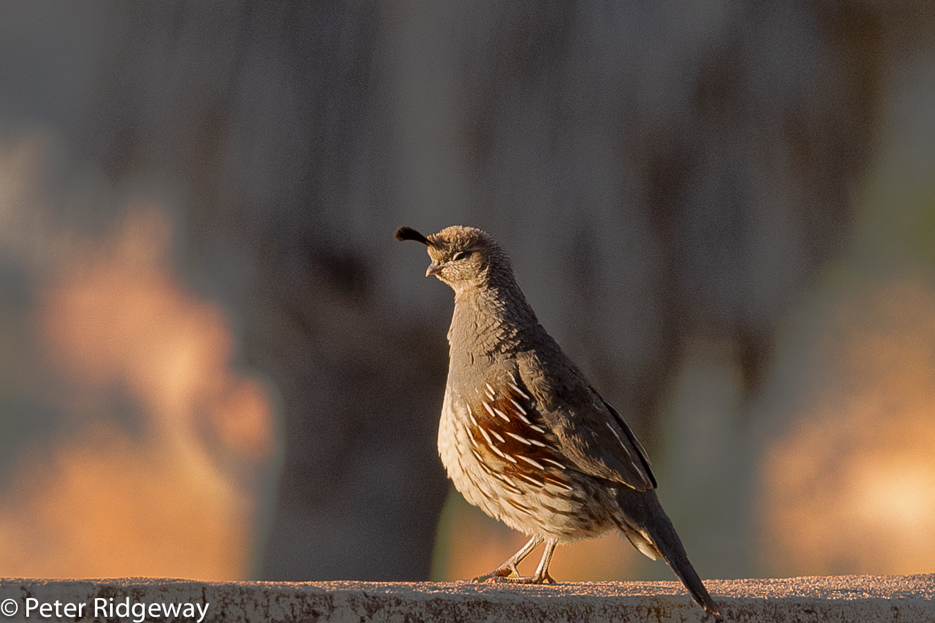 Gambel's Quail