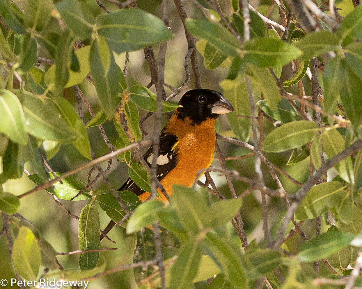 Black-headed Grosbeak
