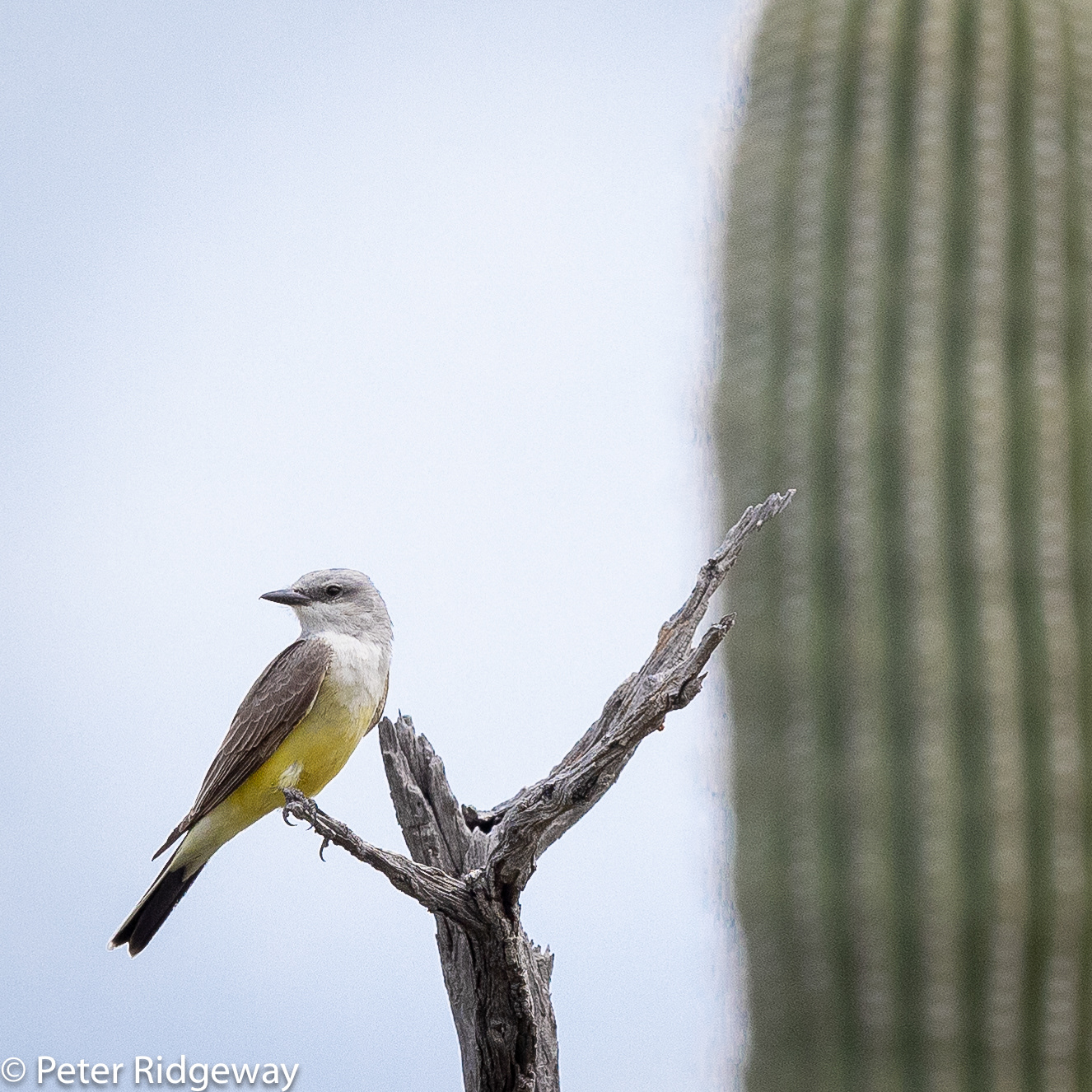 Western Kingbird