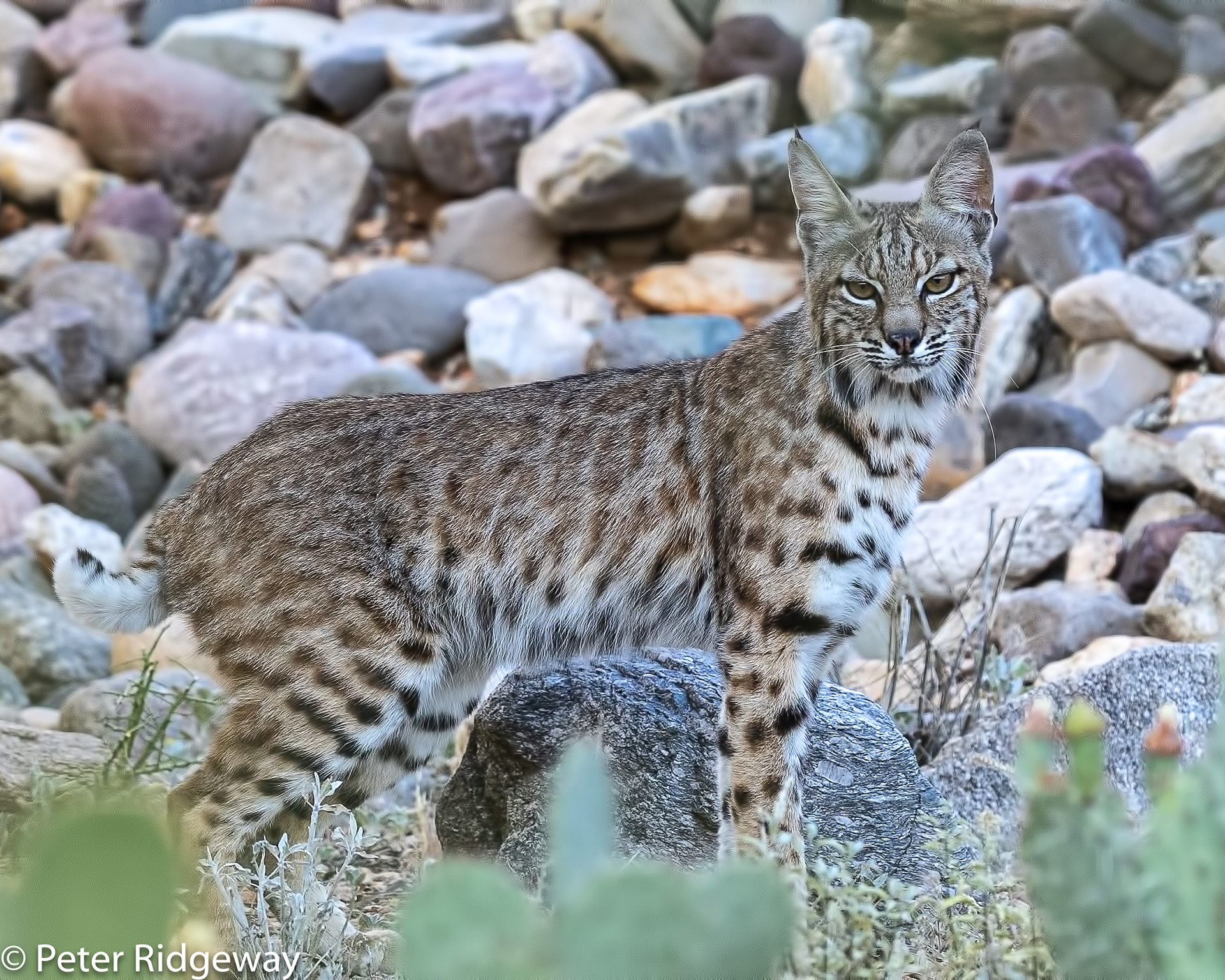 Bobcat