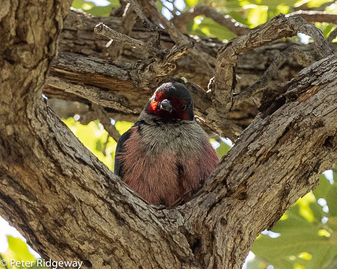 Lewis's Woodpecker