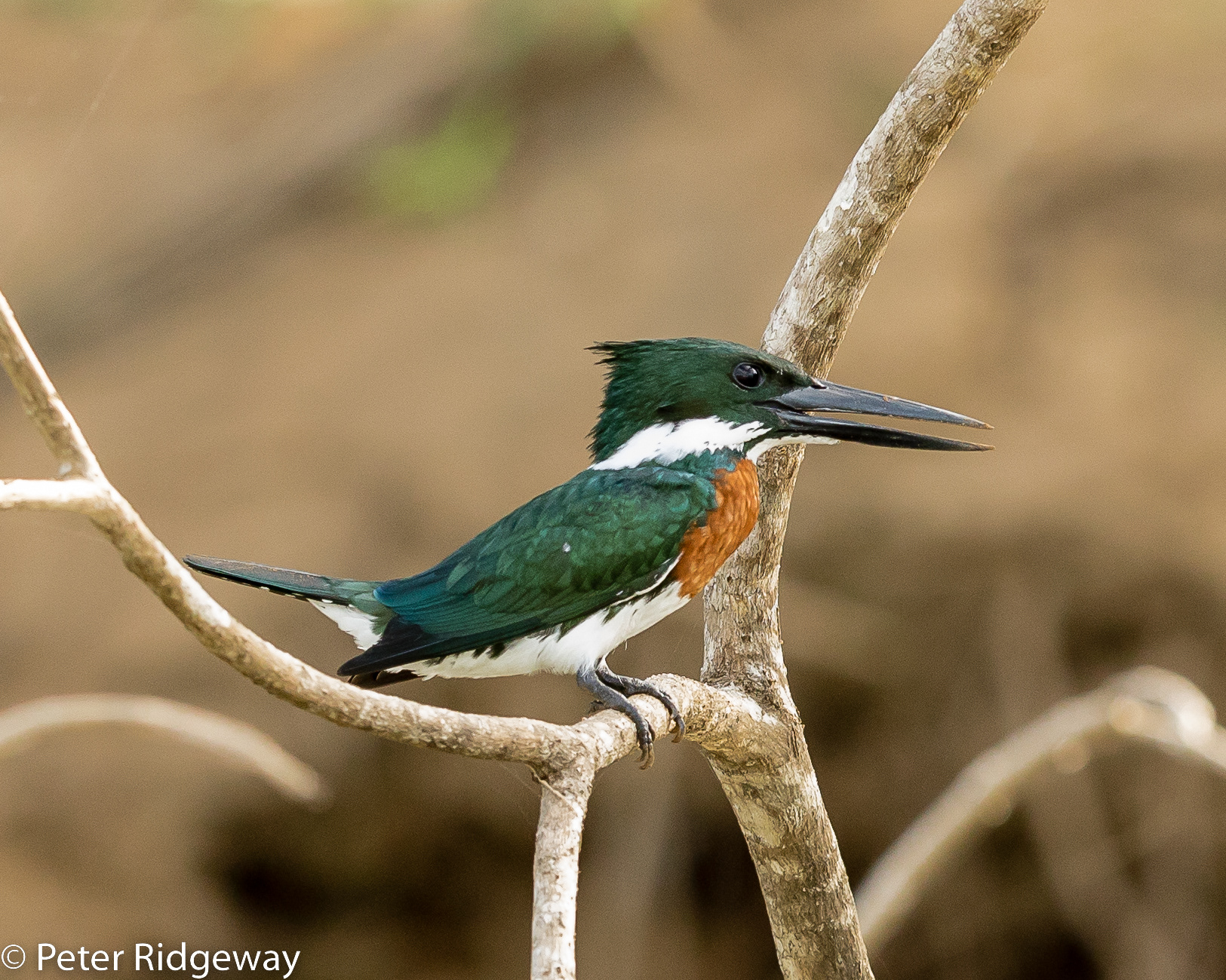 Amazon Kingfisher