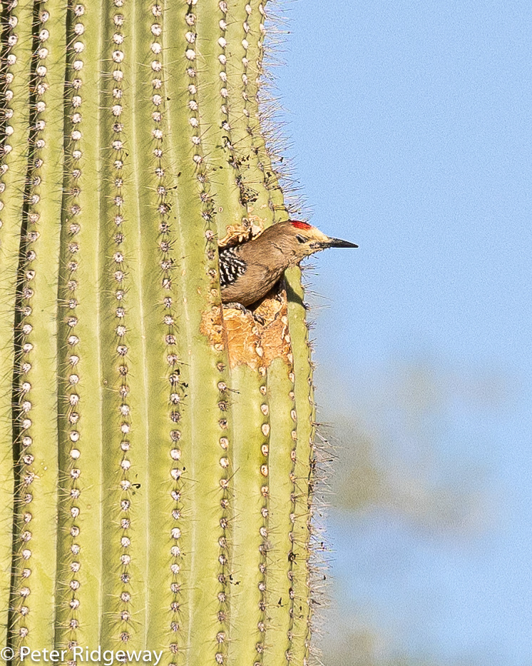 Gila Woodpecker