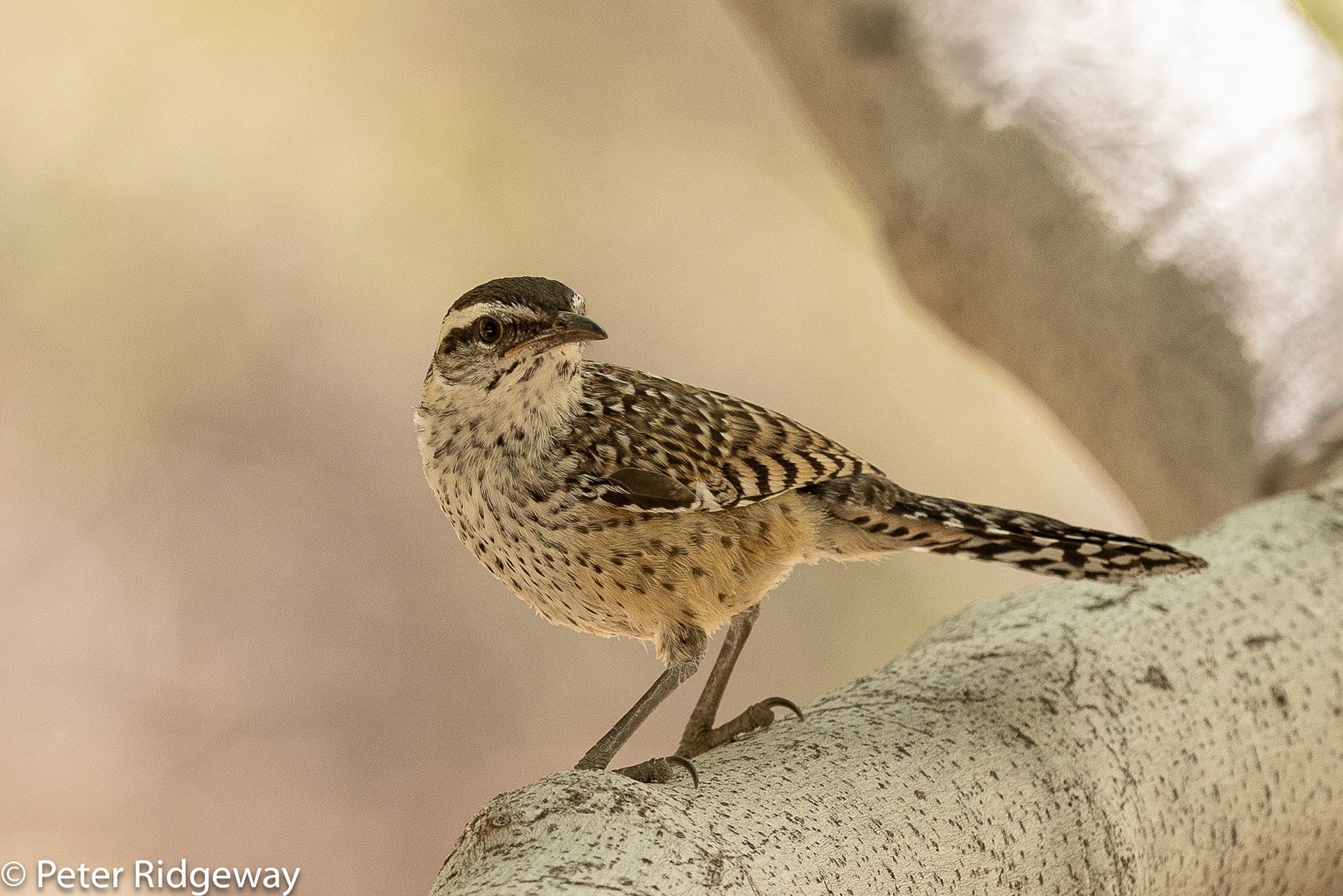 Cactus Wren