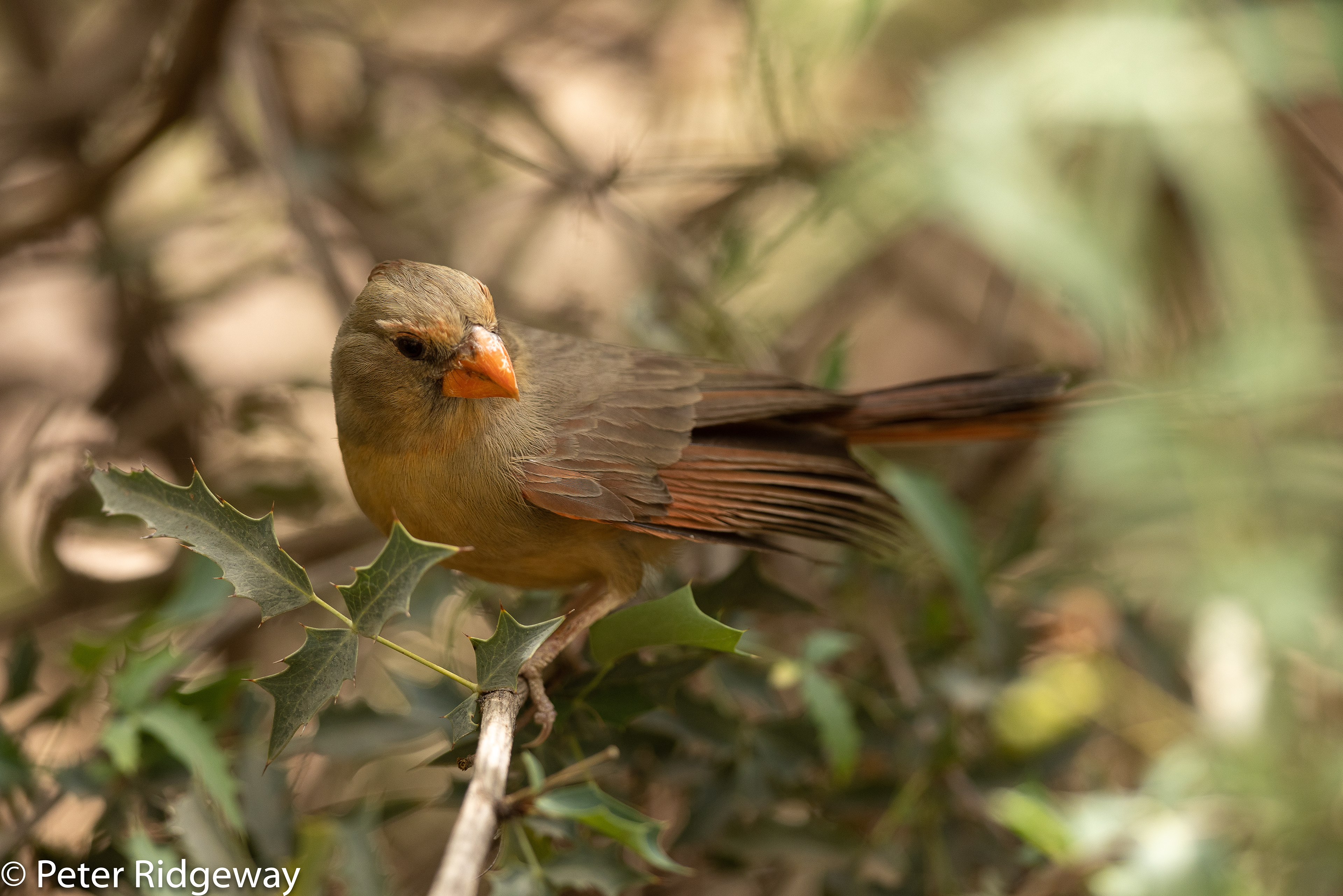 Pyrrhuloxia-female