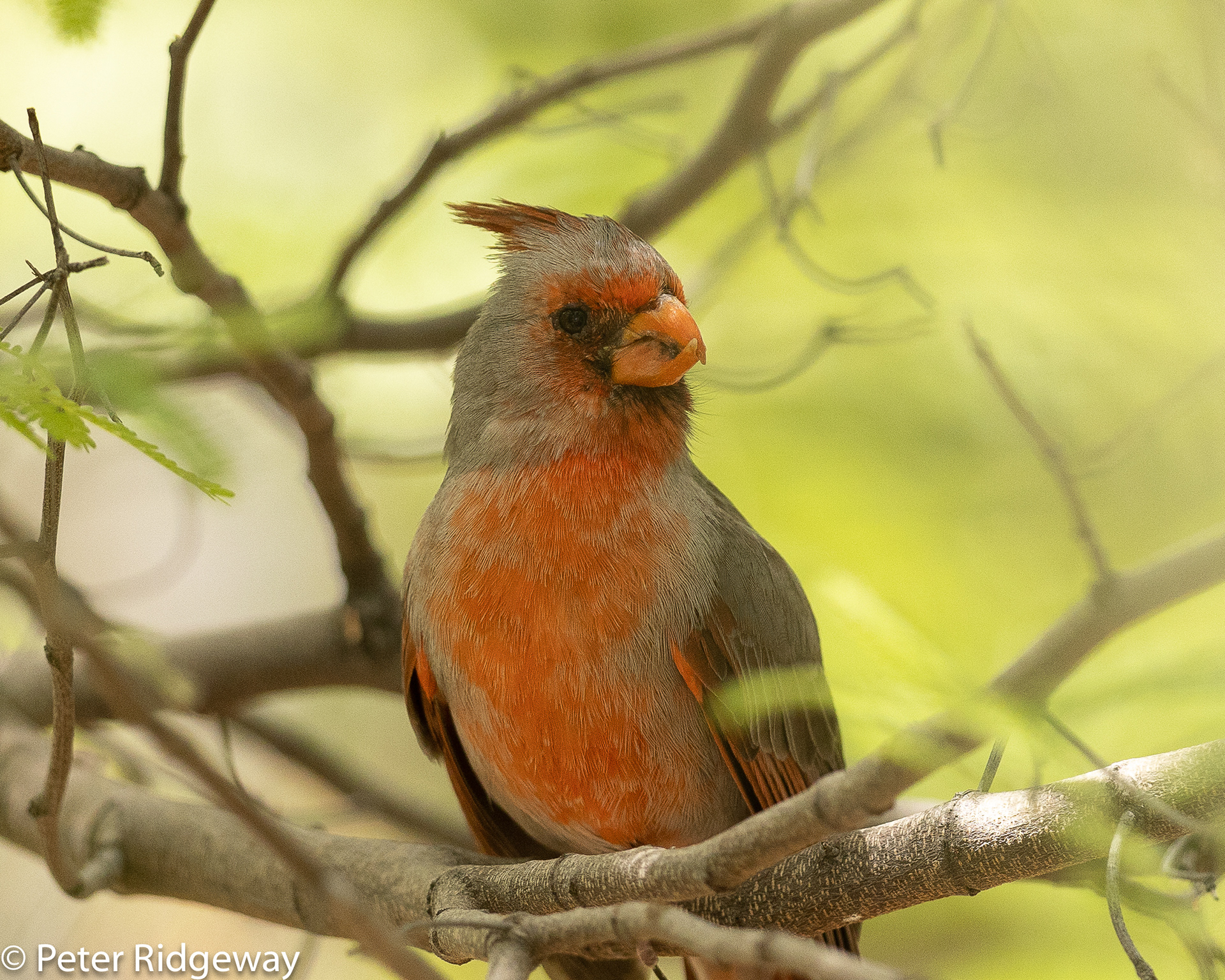Pyrrhuloxia-male
