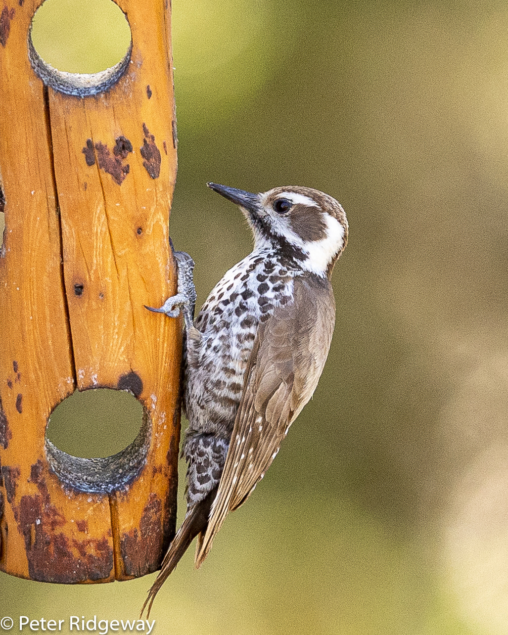 Arizona Woodpecker