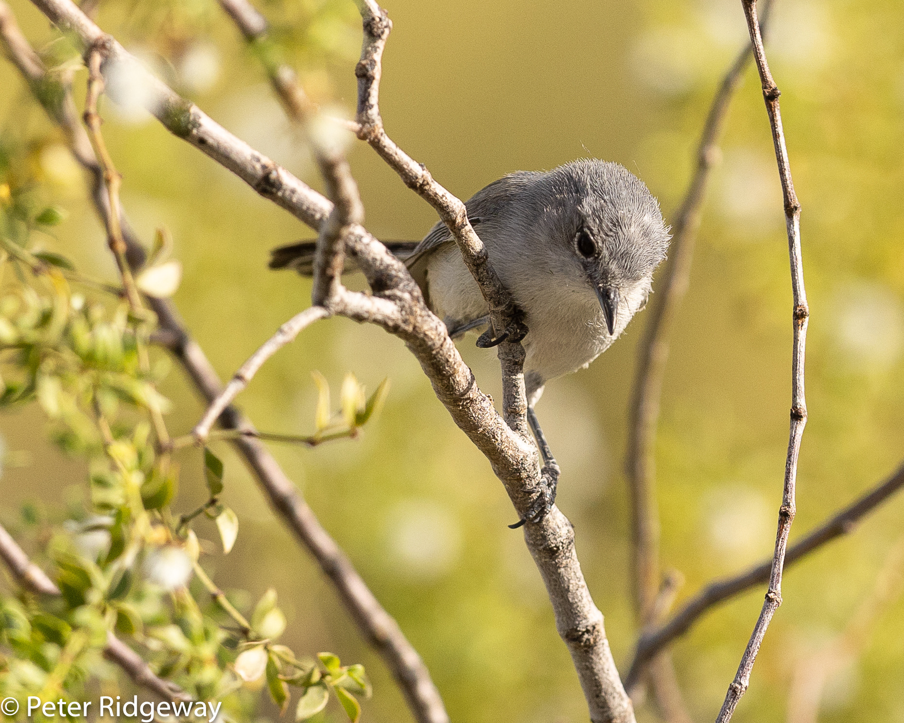 Blue-grey Gnatcatcher
