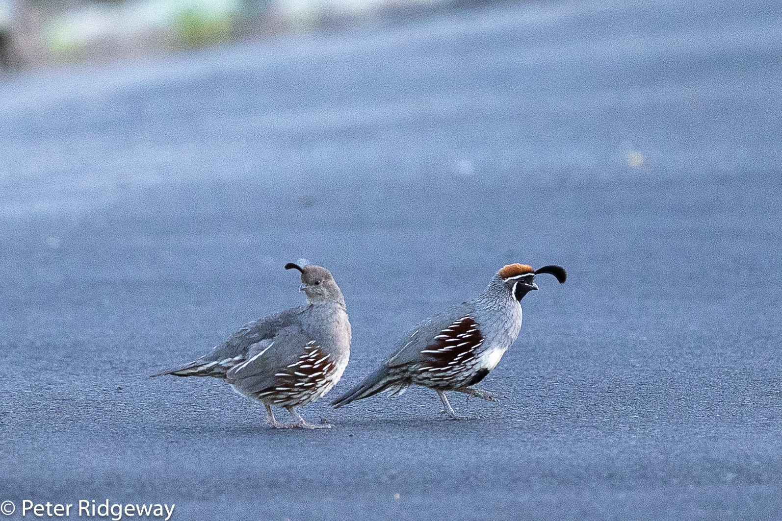 Gambel's Quail