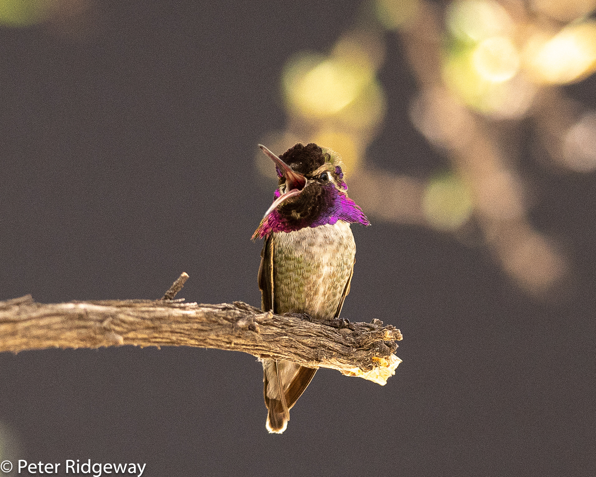 Costa's Hummingbird