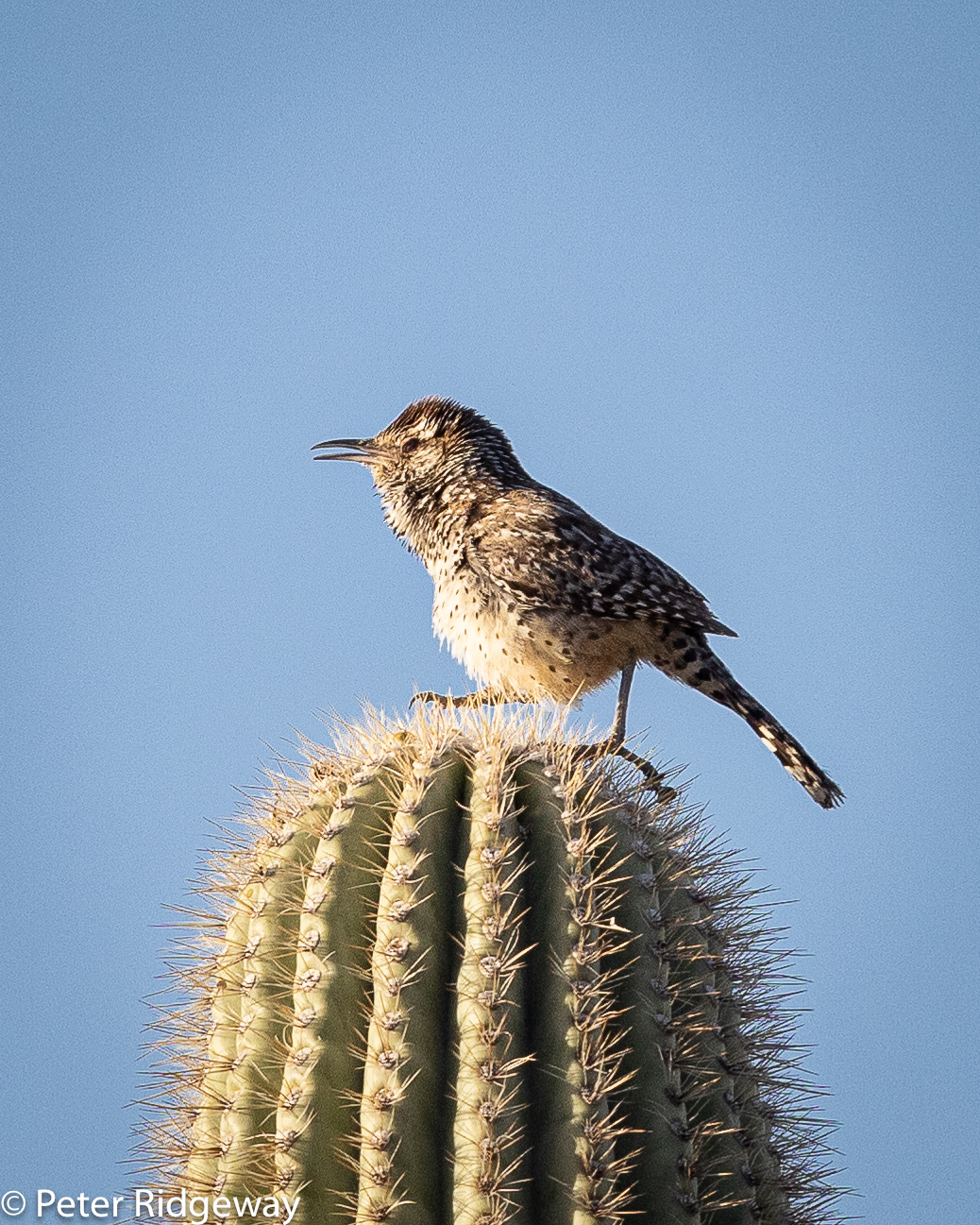 Cactus Wren