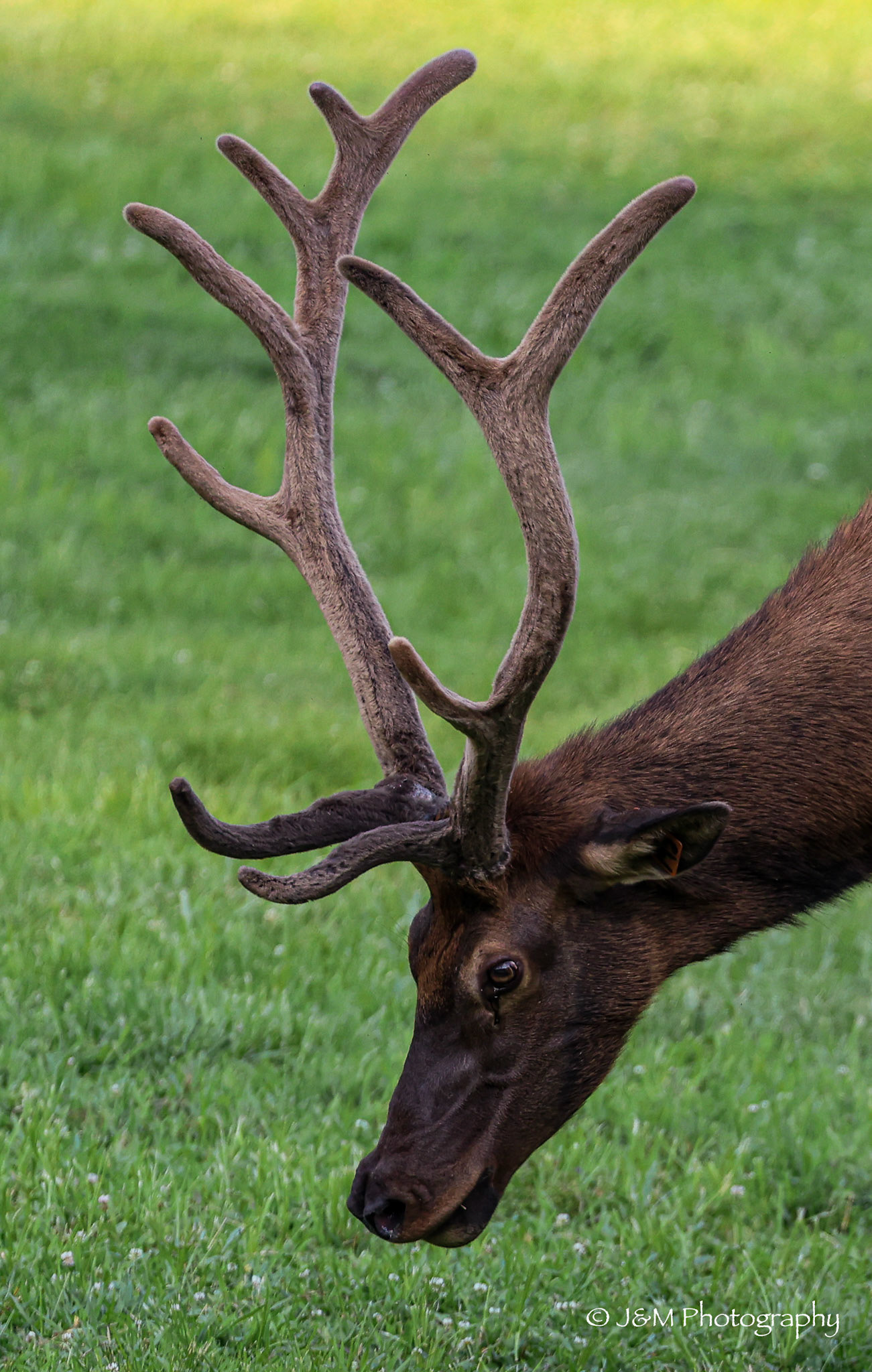 Velvet Crown