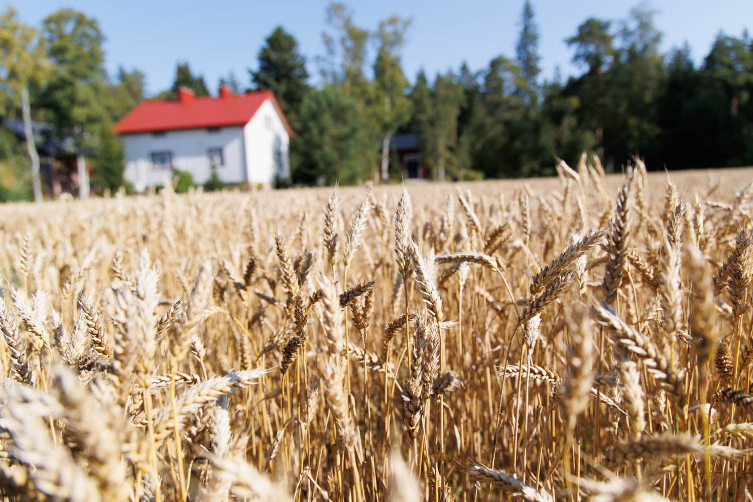 Harvesting for STT-Lehtikuva/Finnish News Agency. 2024