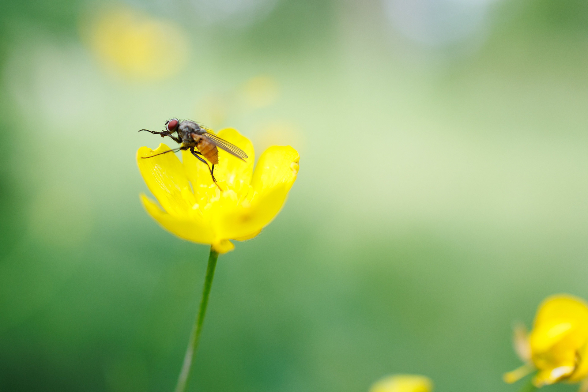 Hereford cows in Salo for Finnish News Agency/STT-Lehtikuva. 2024