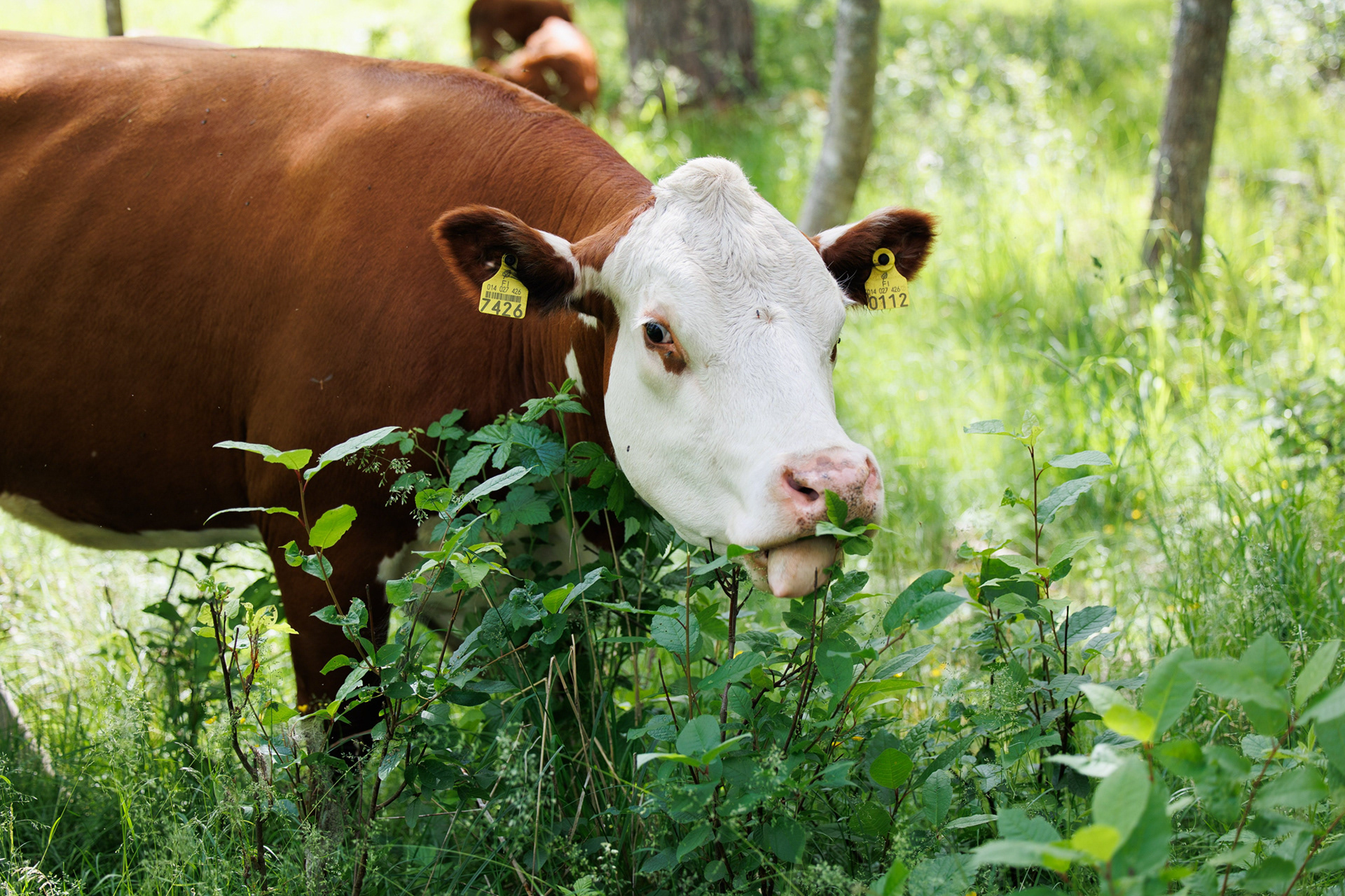Hereford cows in Salo for Finnish News Agency/STT-Lehtikuva. 2024