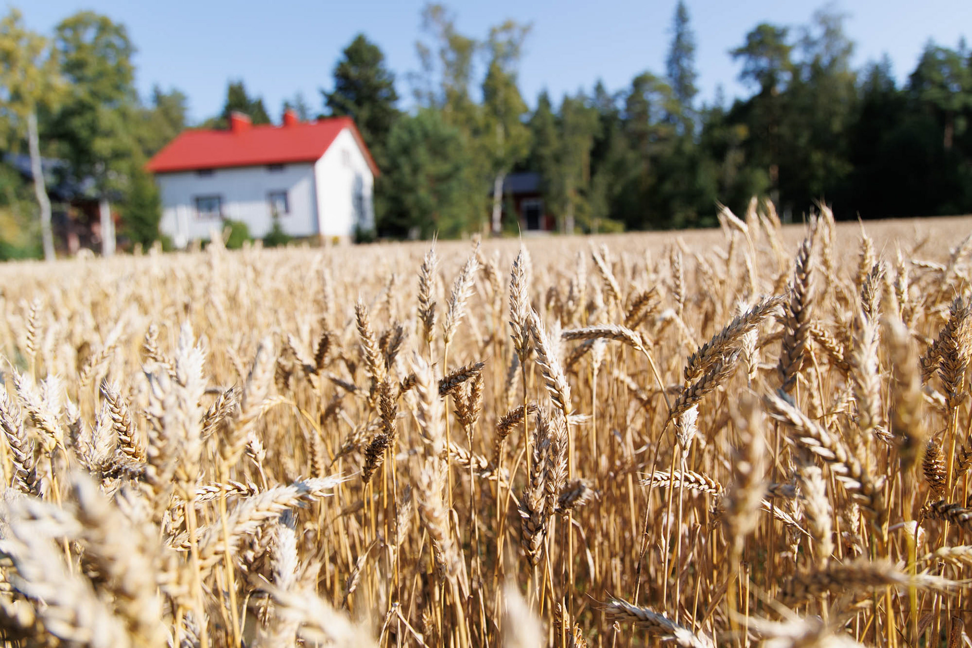 Harvesting for STT-Lehtikuva/Finnish News Agency. 2024