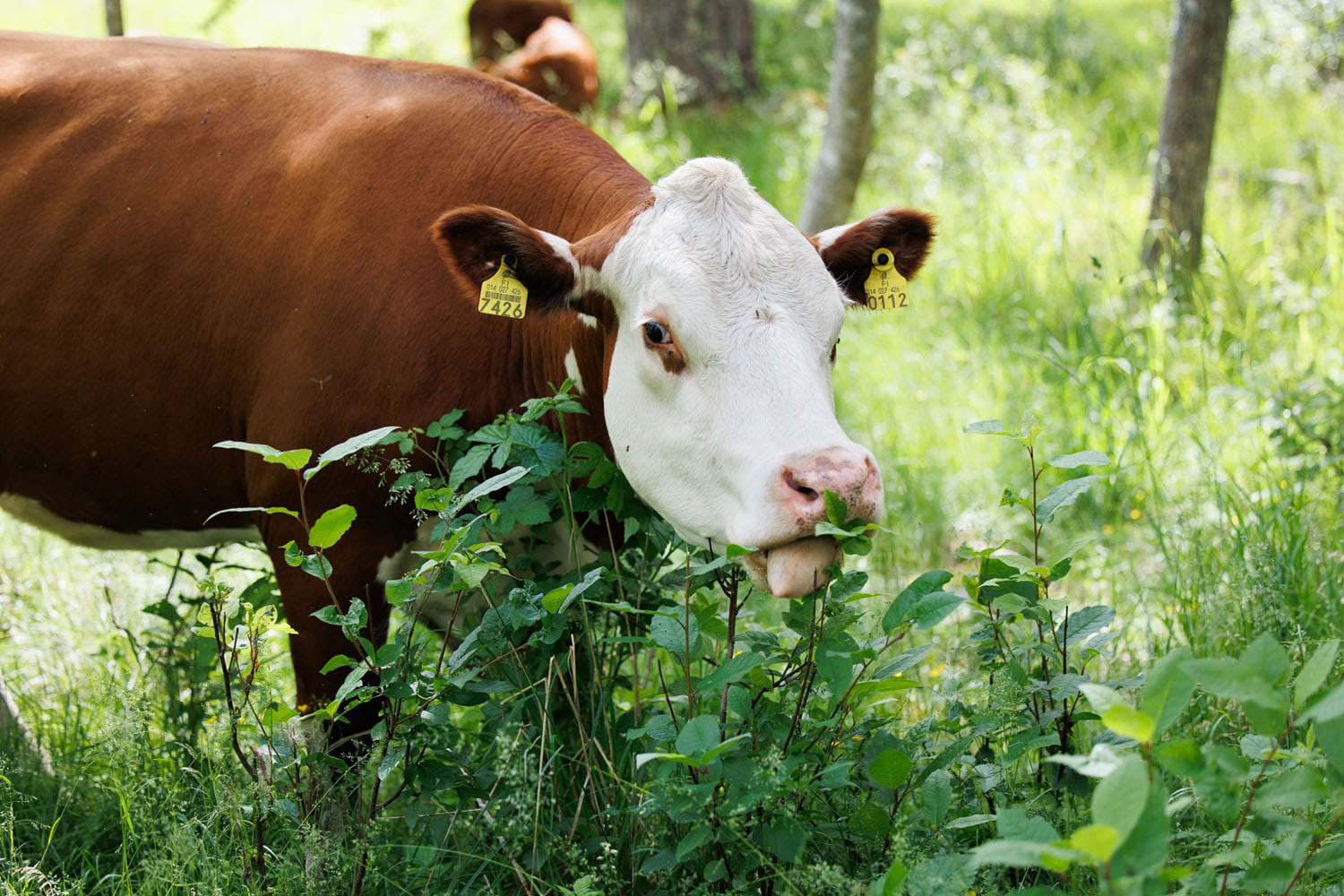 Hereford cows in Salo for Finnish News Agency/STT-Lehtikuva. 2024
