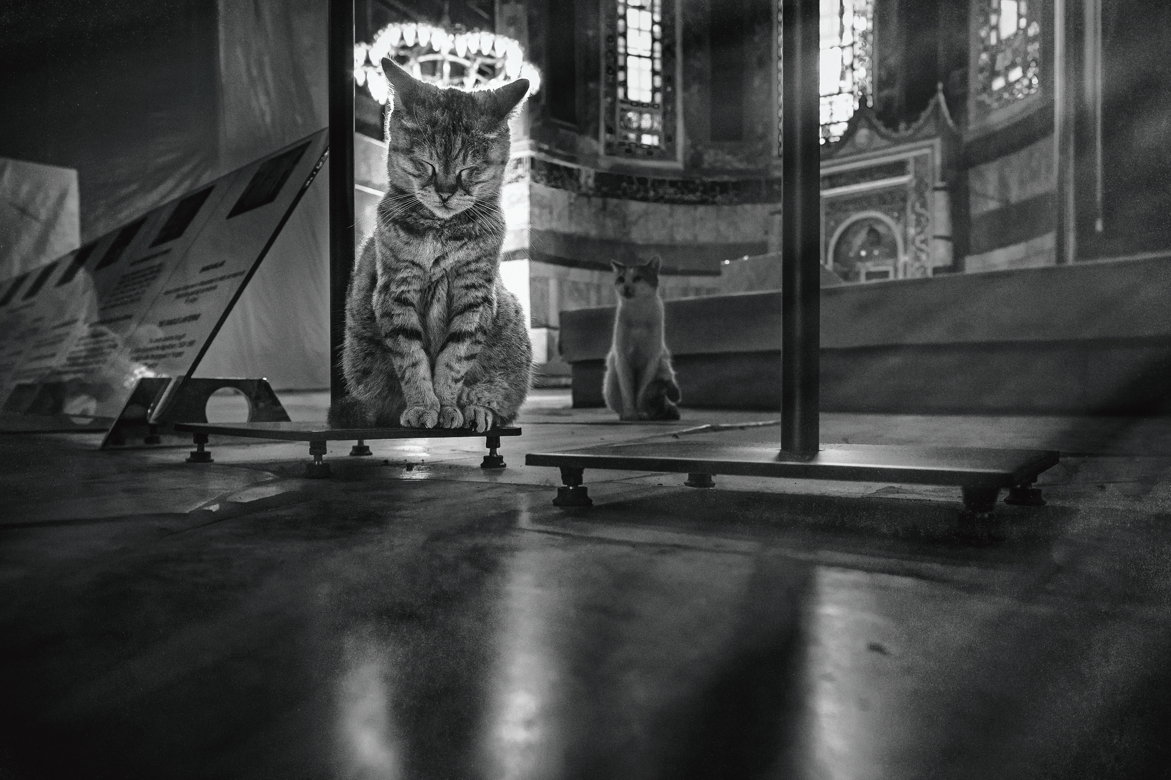 Saint cat Gli