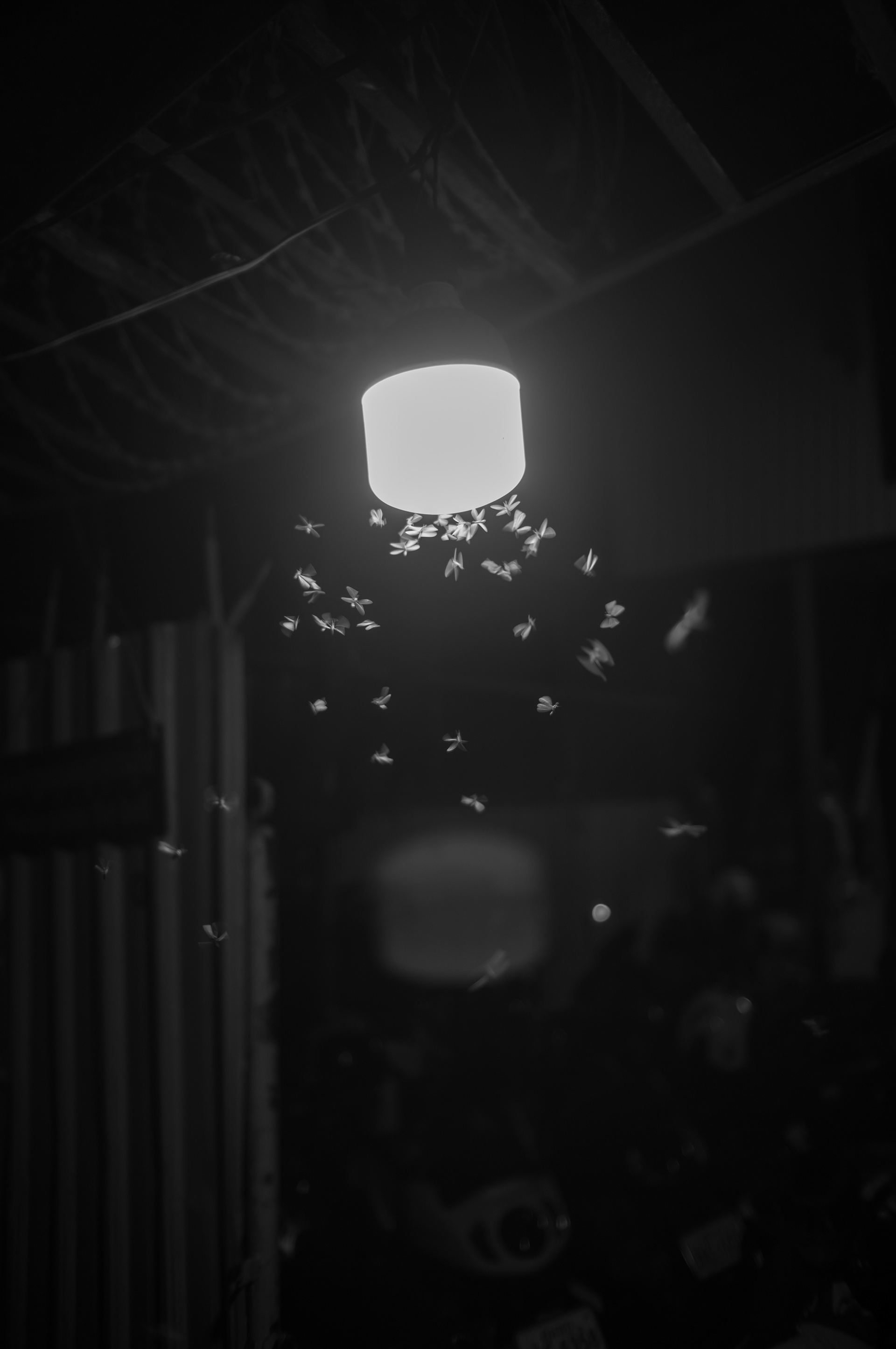 Moths