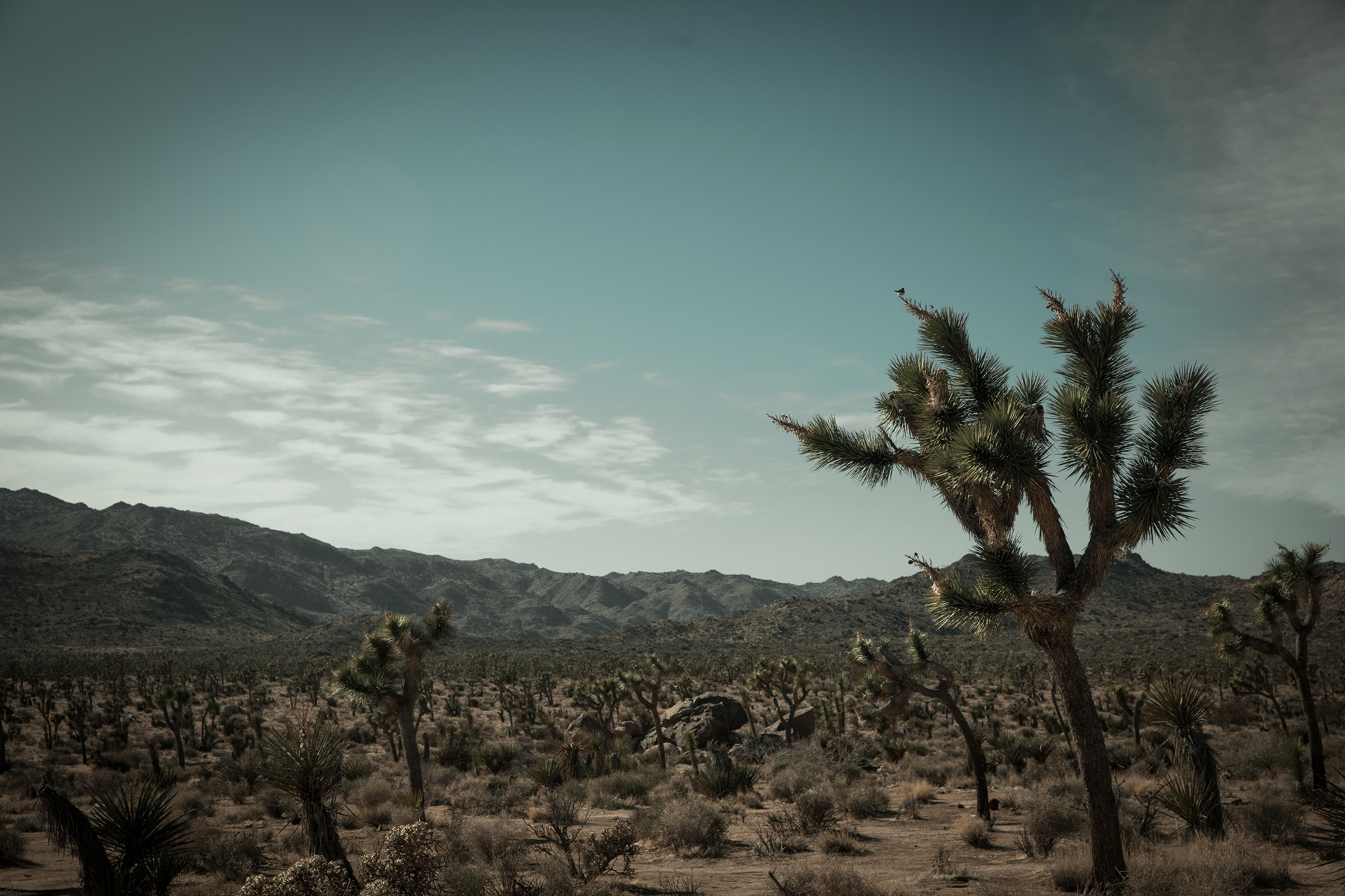 Joshua Tree National Park
