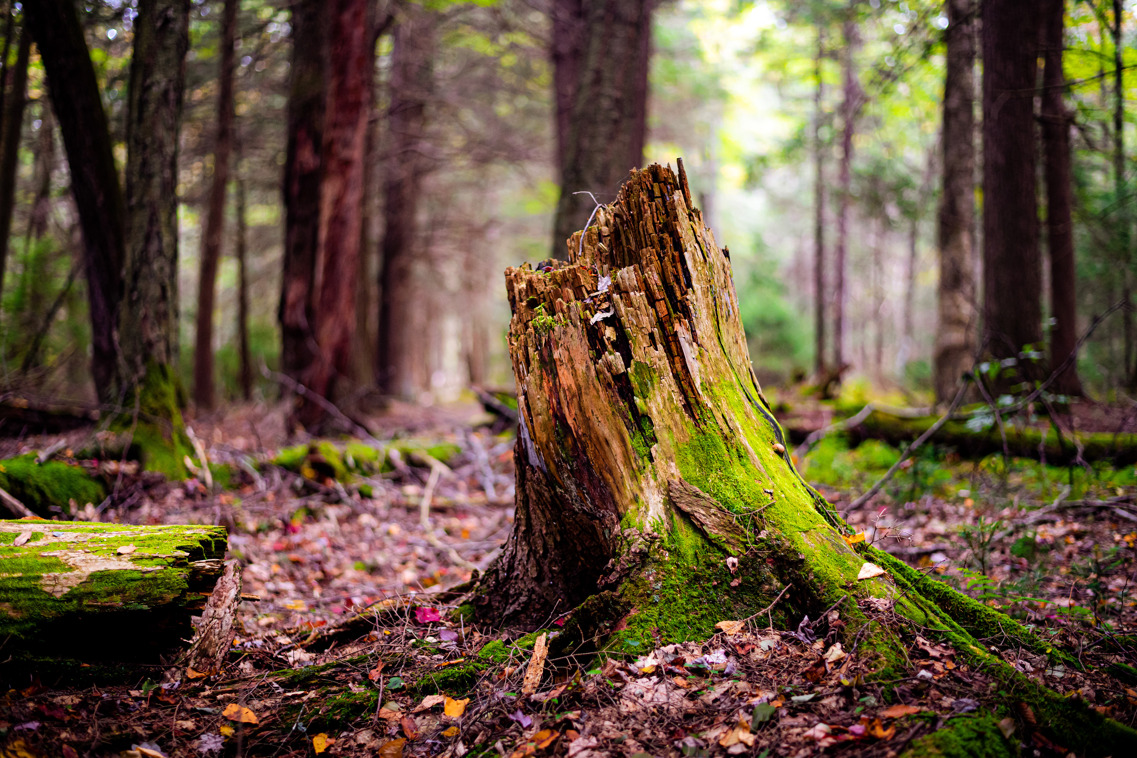 Pocono Mountains, PA